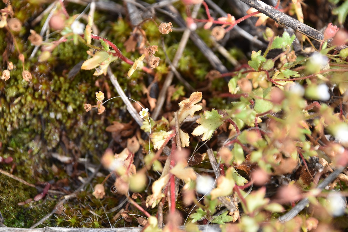 Breitenbrunn - 24042022 - (8) - cf Saxifraga tridactylites - Finger-Steinbrech.JPG