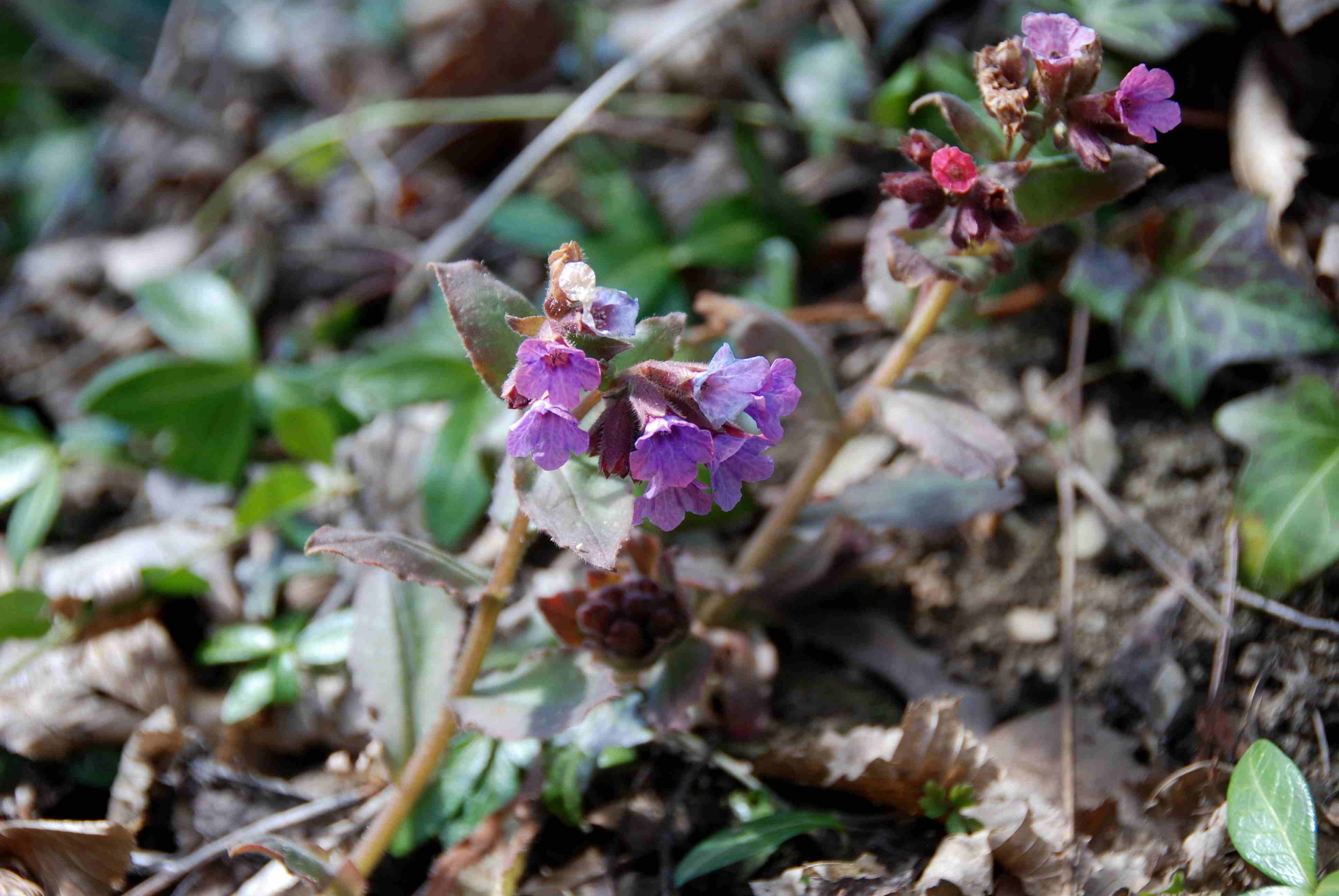 Gresten-NÖ-30032018-(86)-Standort Suttergresten.JPG