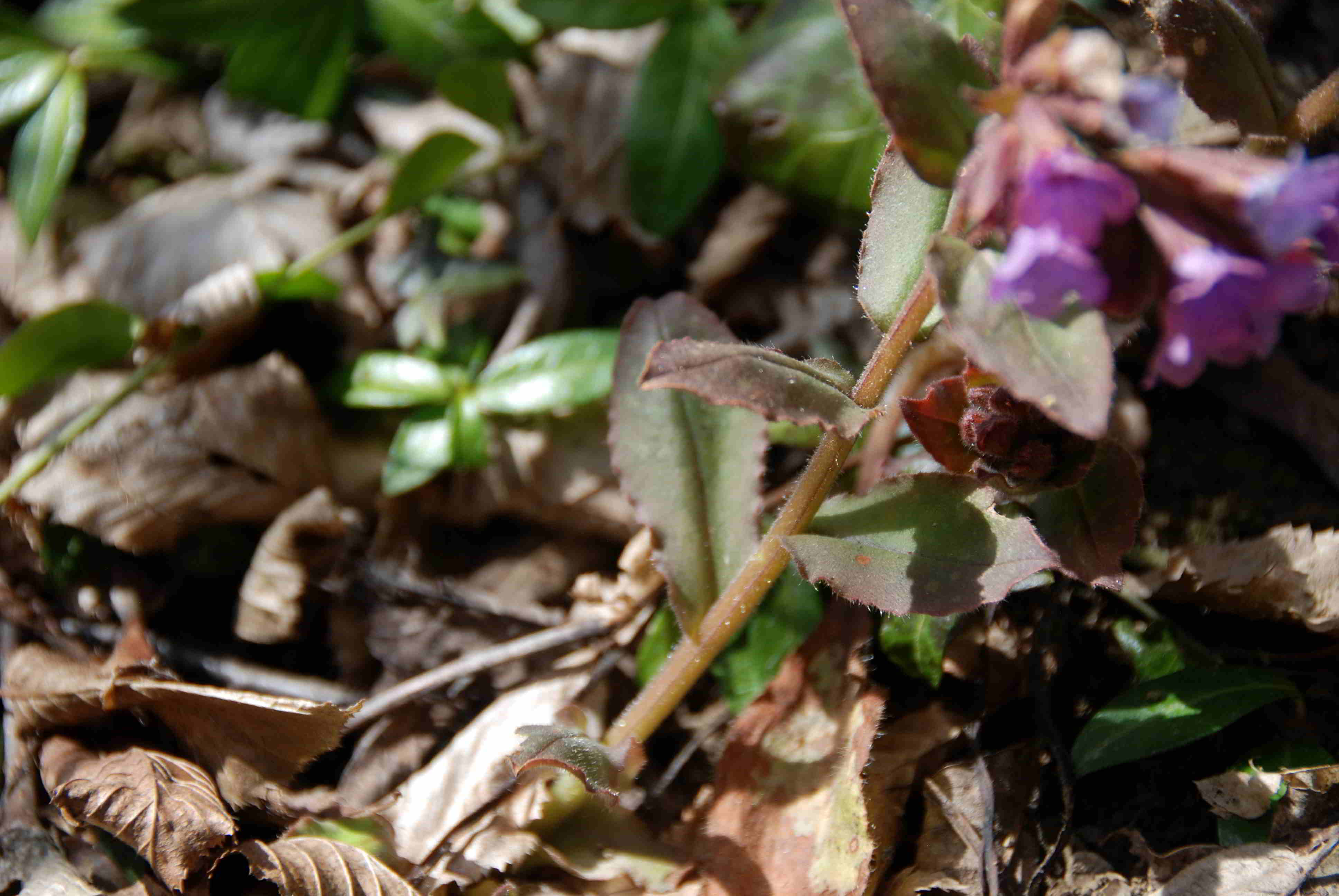 Gresten-NÖ-30032018-(88)-Standort Suttergresten.JPG