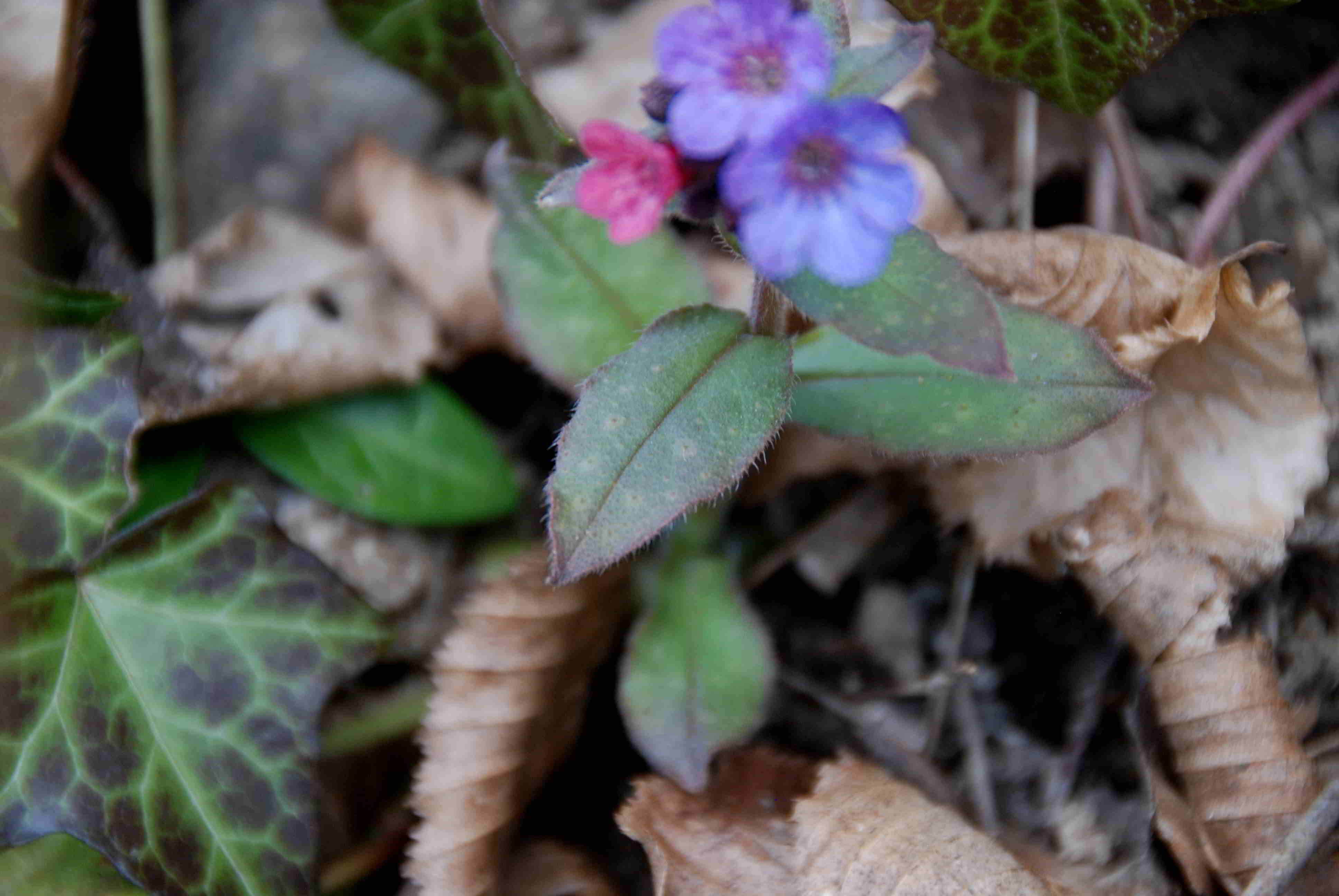 Gresten-NÖ-30032018-(90)-Standort Suttergresten.JPG