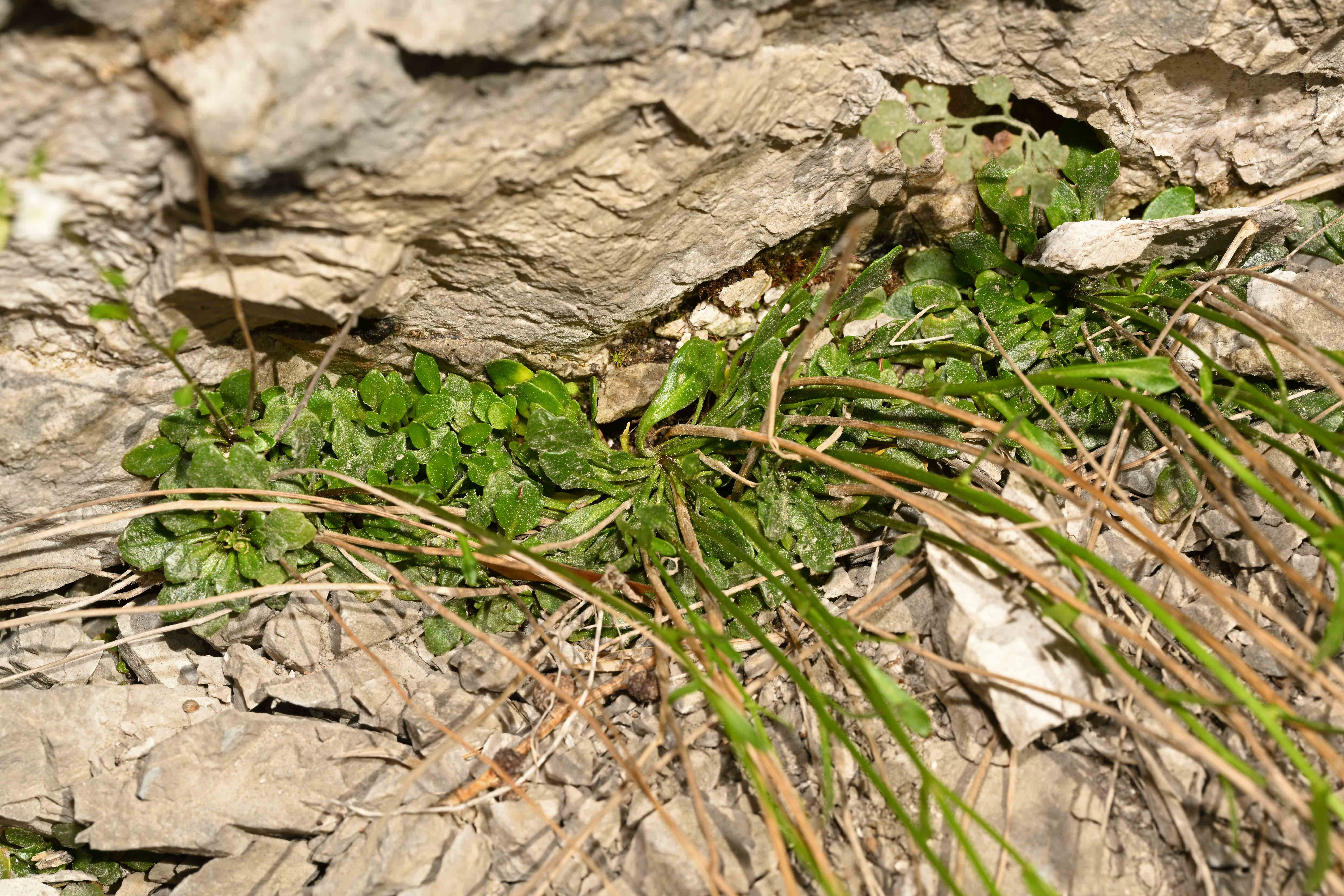Brassicaceae-(Arabis alpina)-Alpen-Gaensekresse-2022 (12)-kom.jpg