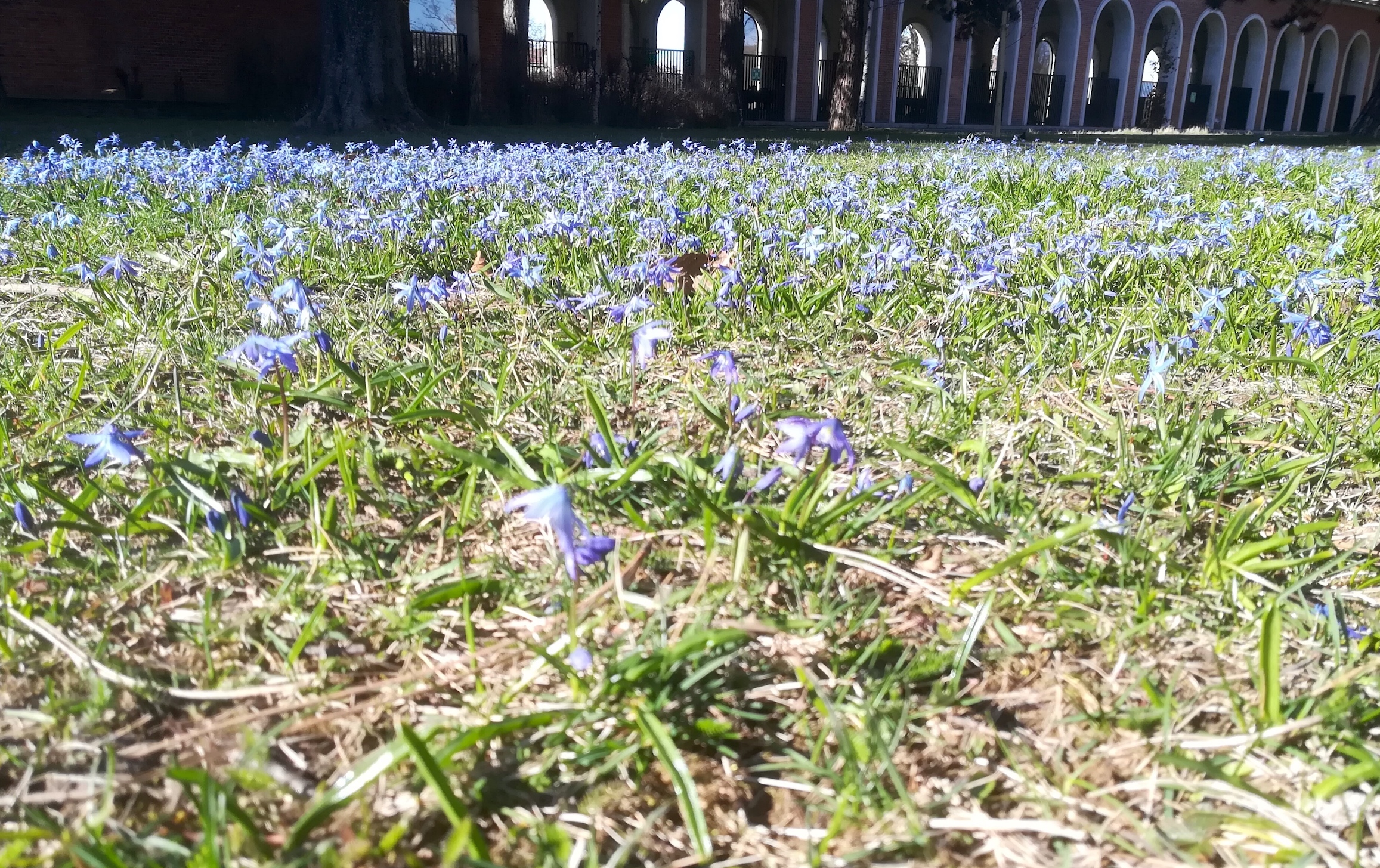 othocallis siberica arsenal wien_20180402_164831.jpg