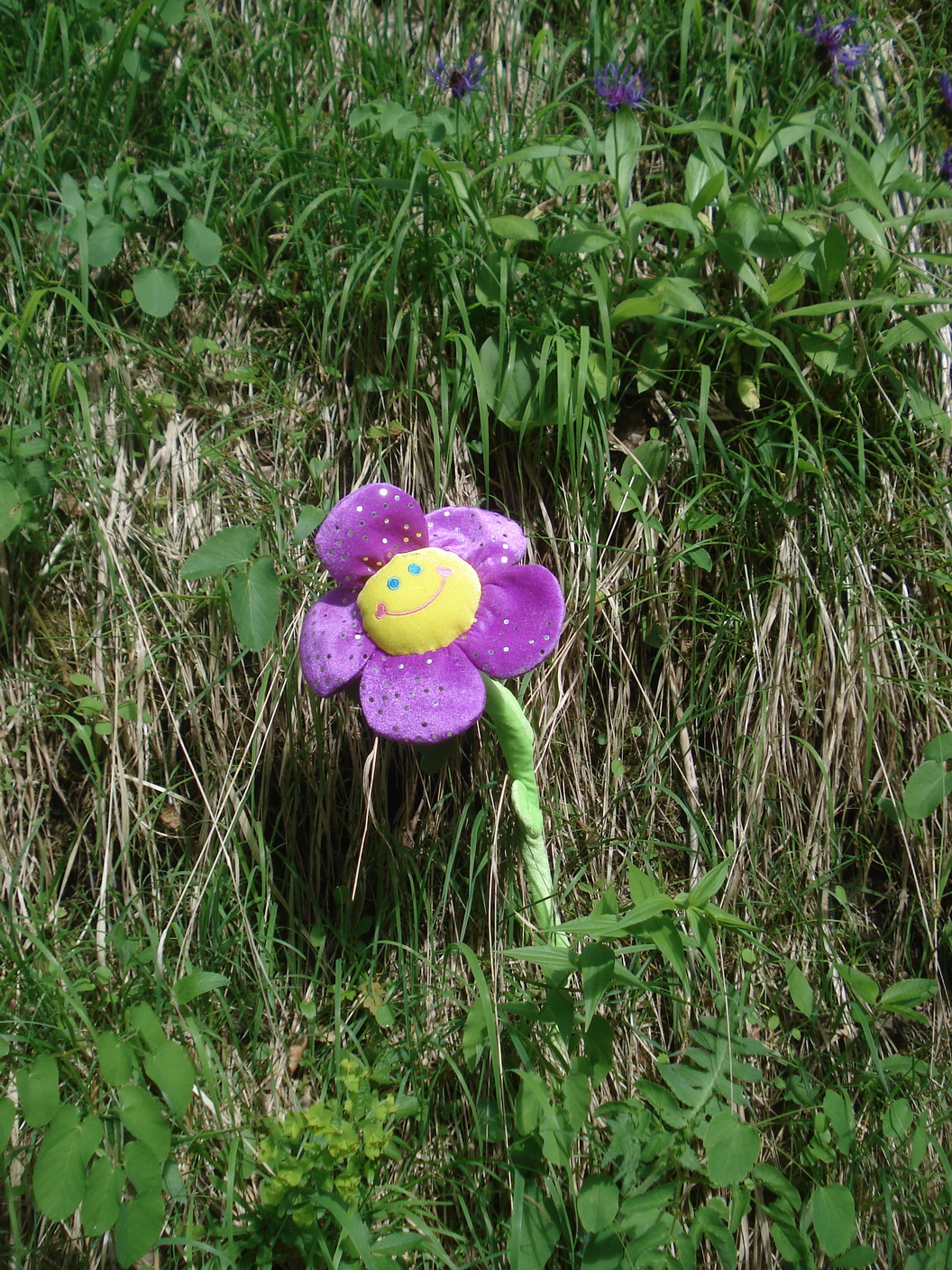 Unbekannt. OÖ-Pießlingursprung.6.Juni.2022.JPG
