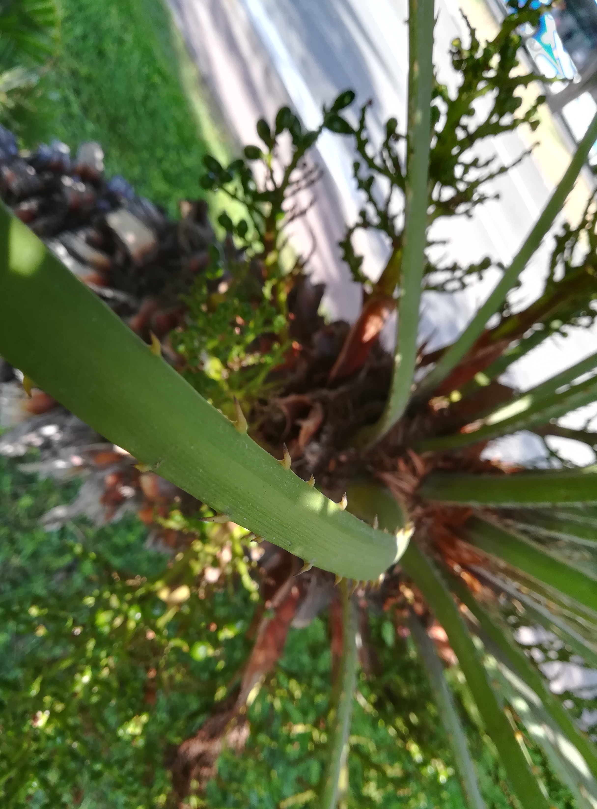 chamaerops humilis saint augustin nizza_20220527_102729.jpg