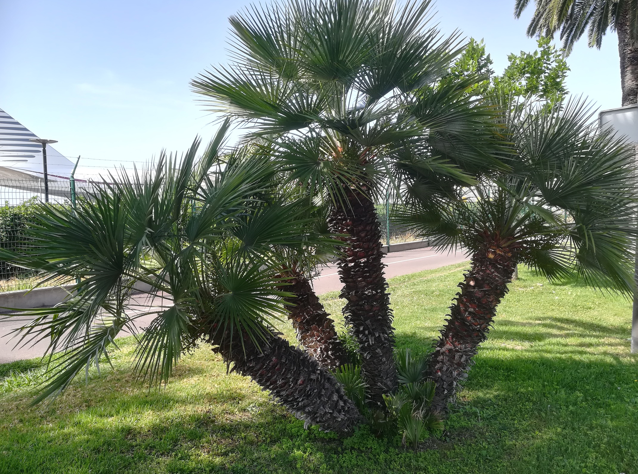 chamaerops humilis saint augustin nizza_20220527_102631.jpg