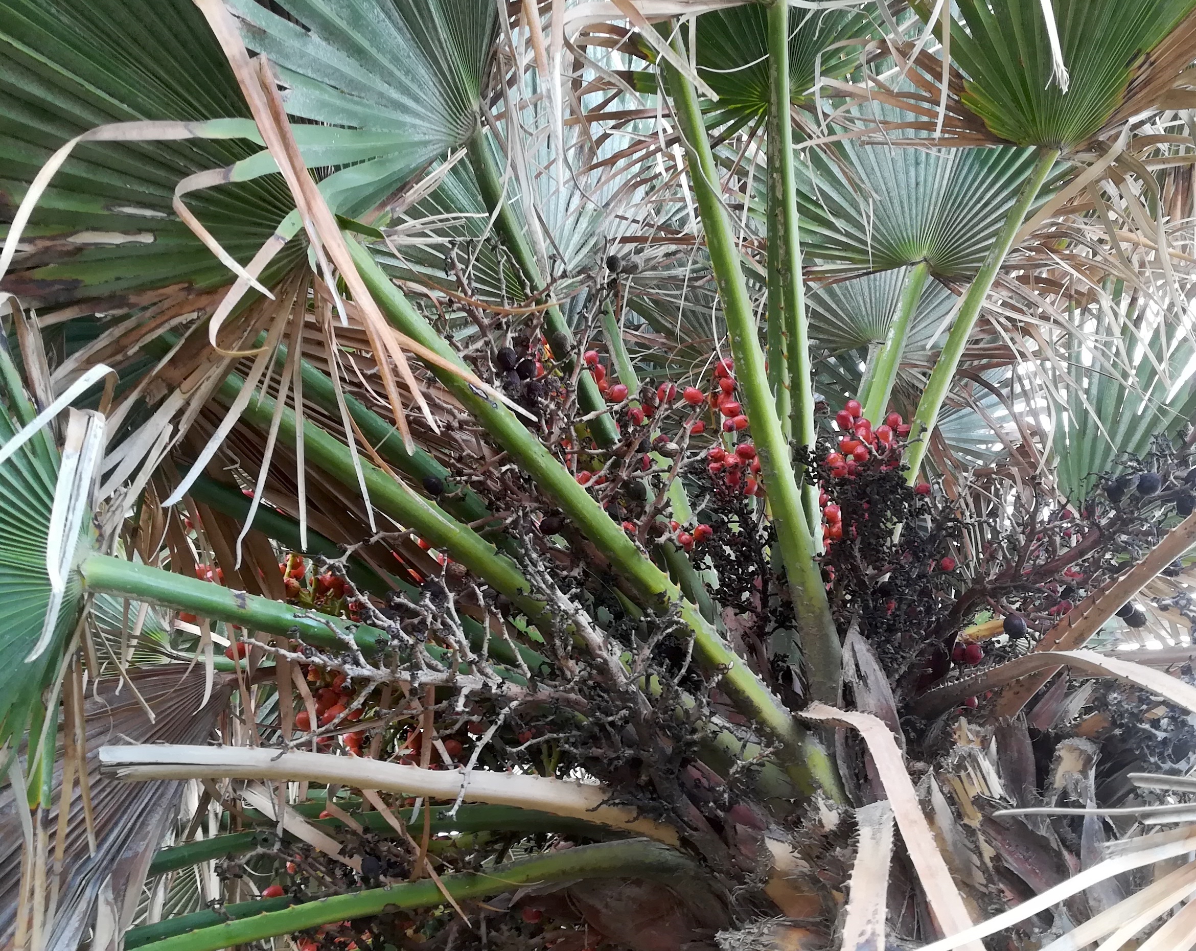 cf. chamaerops humilis kult. livorno toskana italien_20211027_095826.jpg