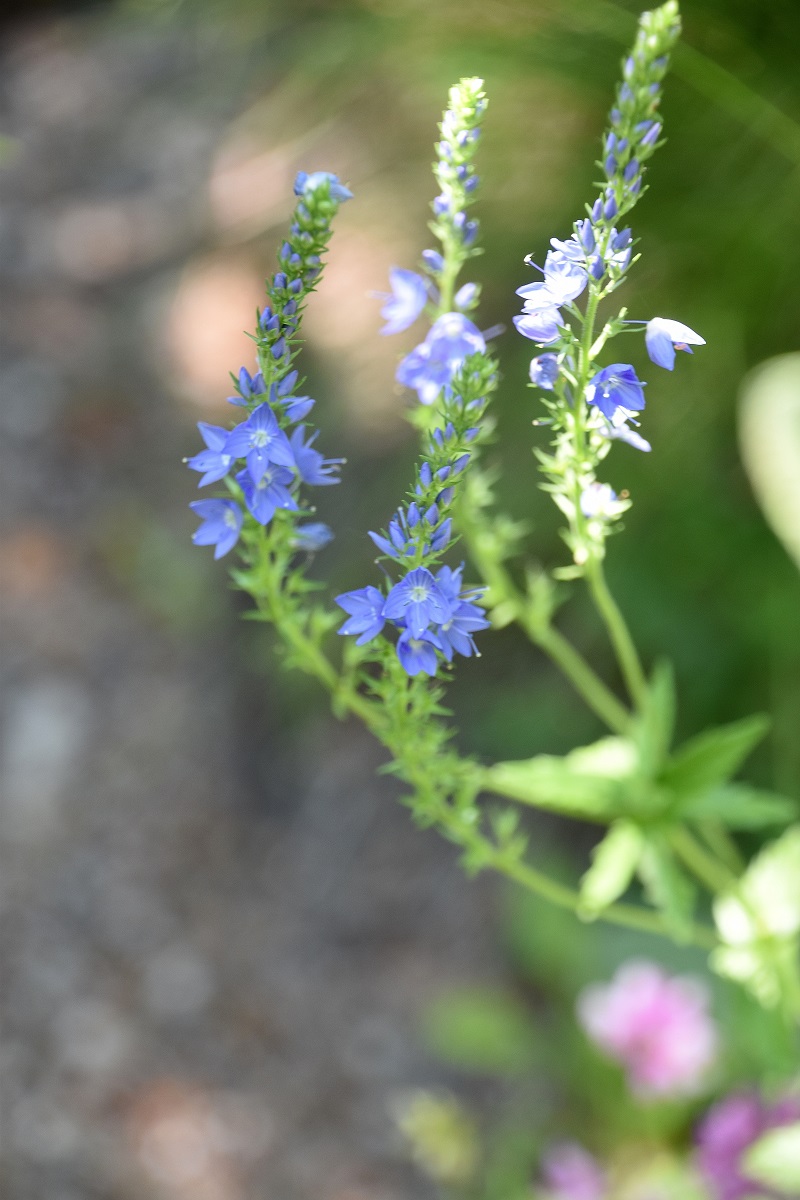 W23 - 03062022 - (32) -  - Veronica austriaca - Österreichischer Ehrenpreis.JPG