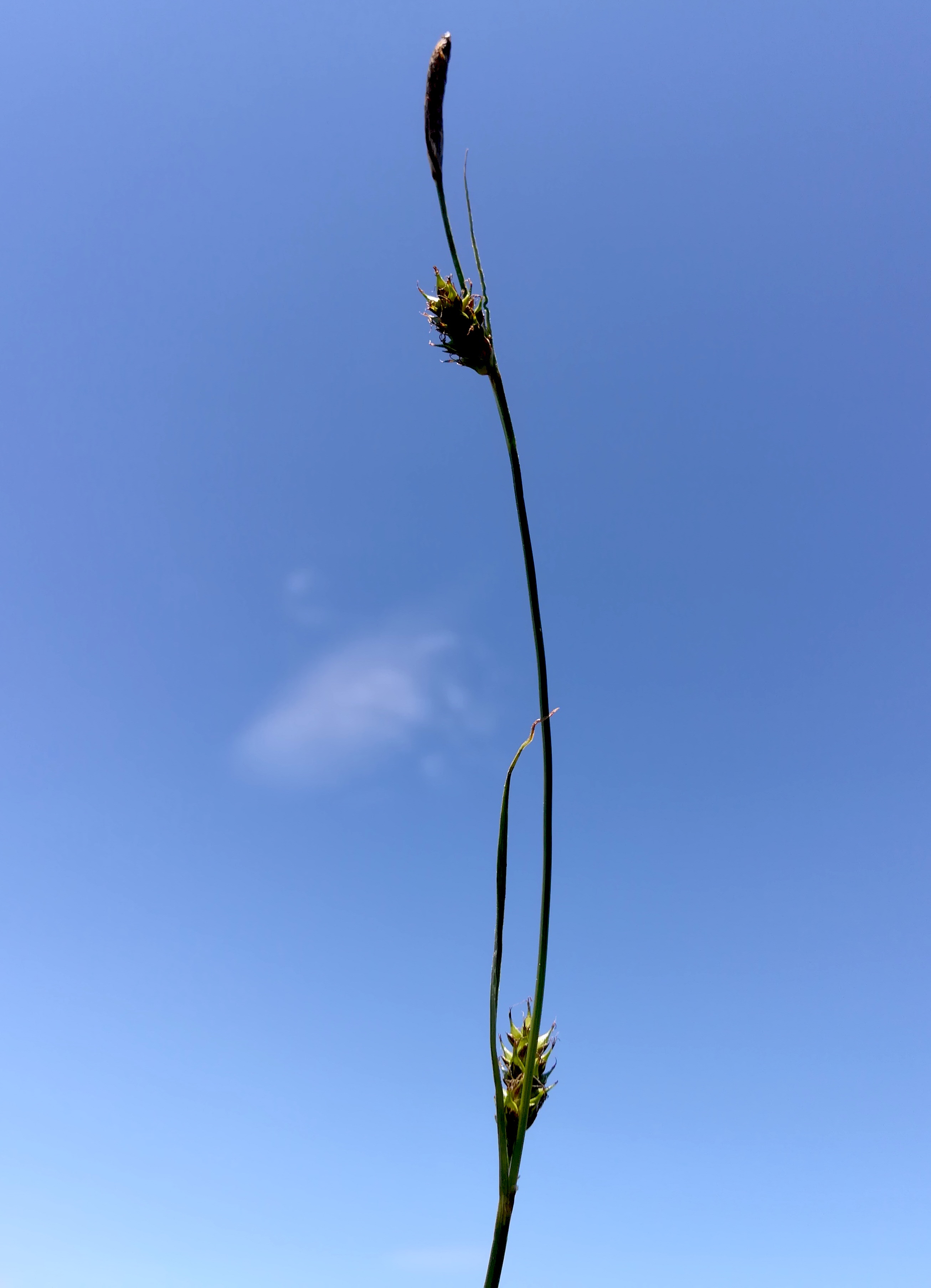carex cf. hostiana brunnlust_20220522_132629.jpg