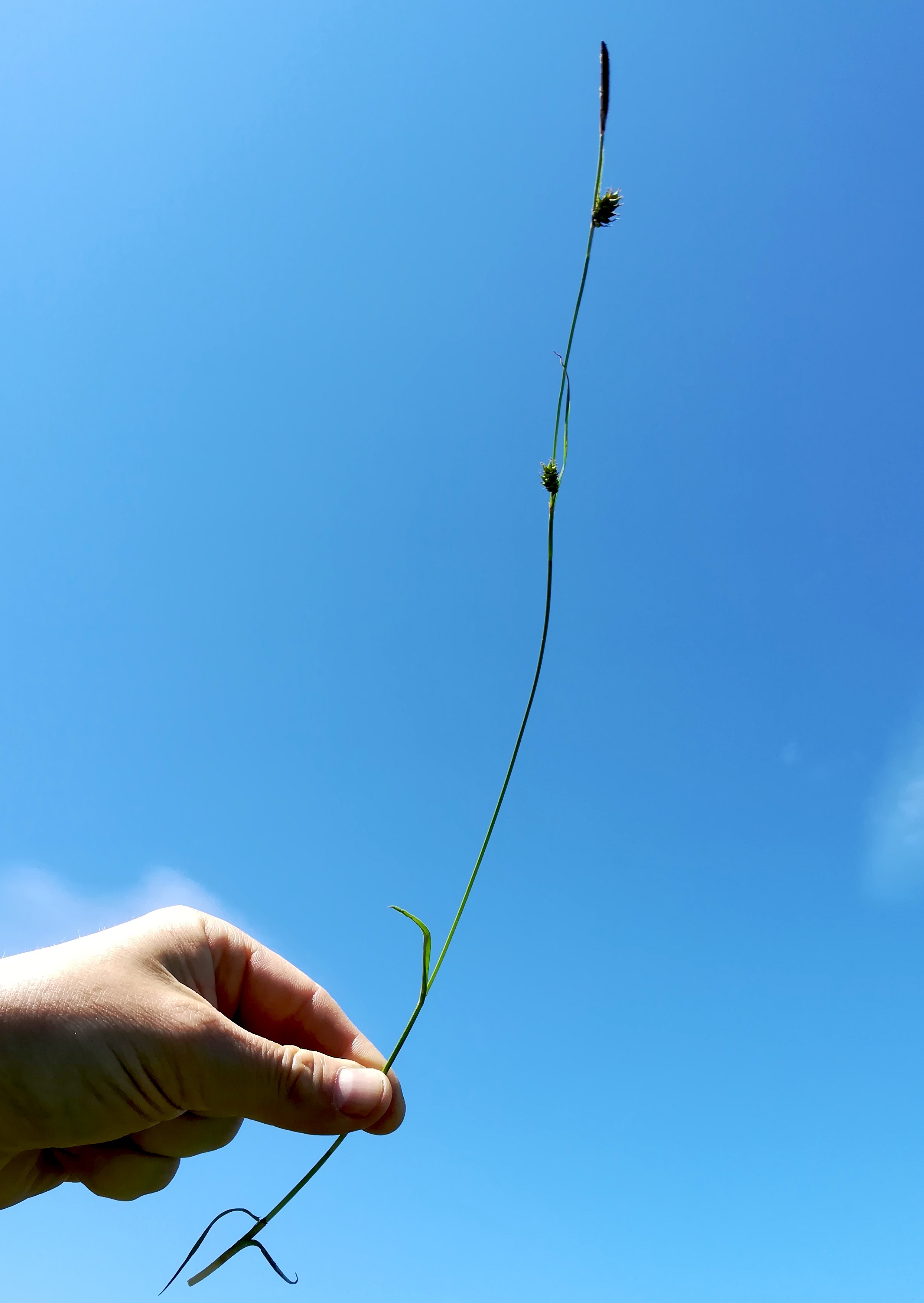 carex cf. hostiana brunnlust_20220522_132559.jpg