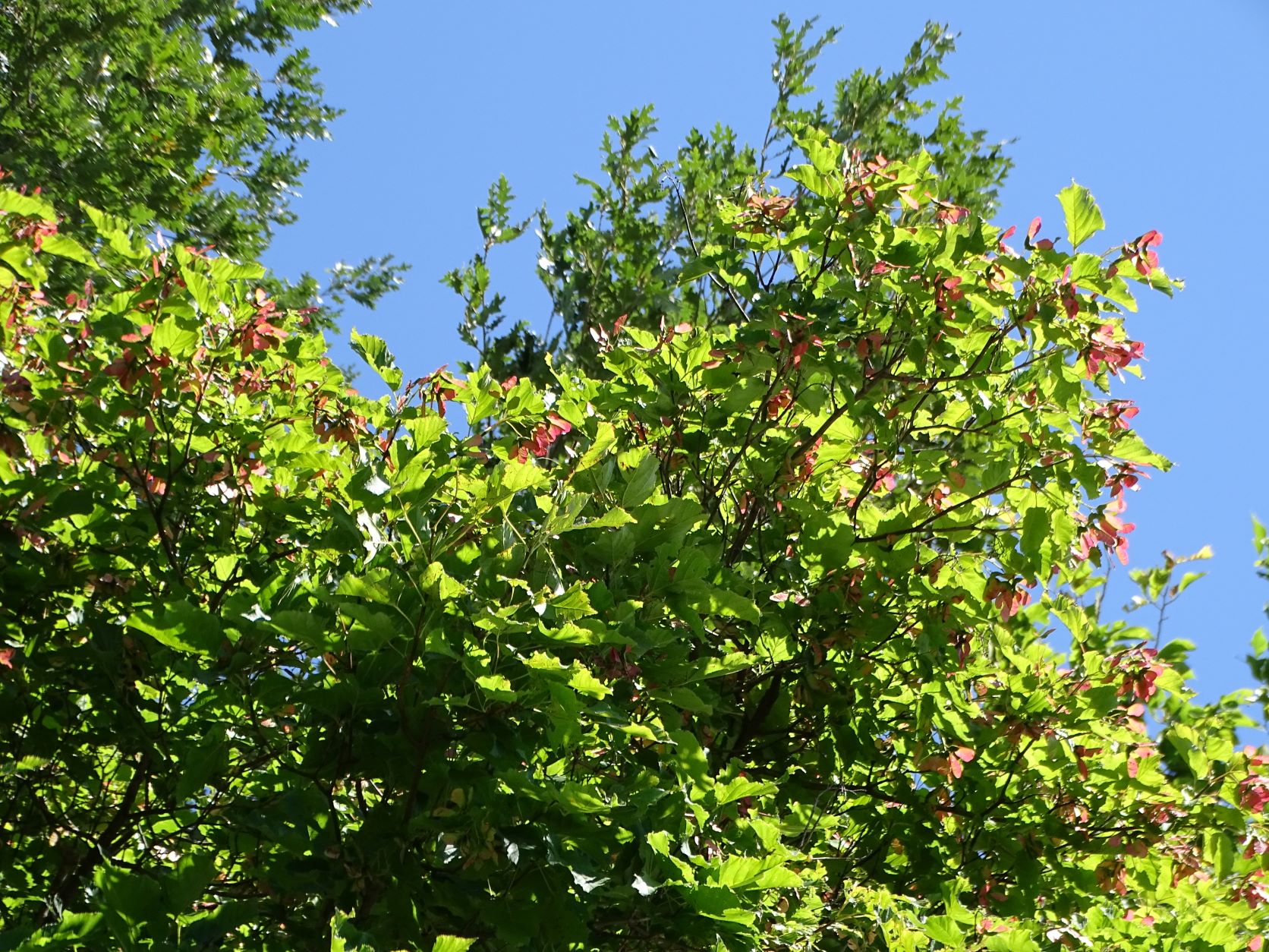 DSC00690 trausdorf, 2022-07-02, acer tataricum.JPG