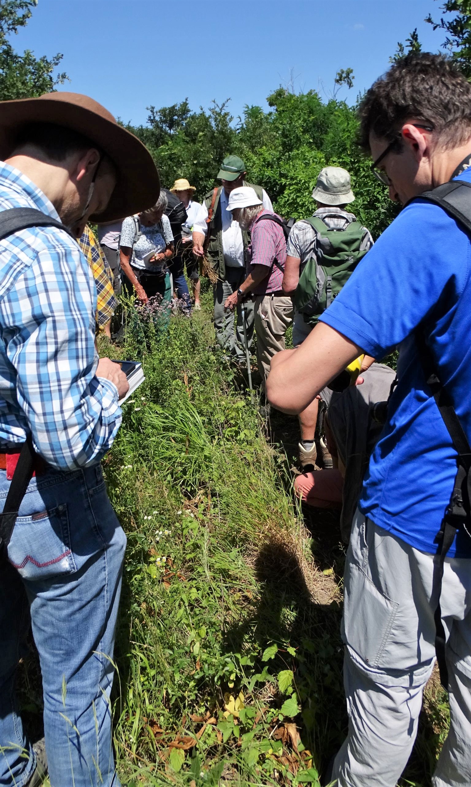 DSC00751 trausdorf, 2022-07-02, fasangarten.JPG
