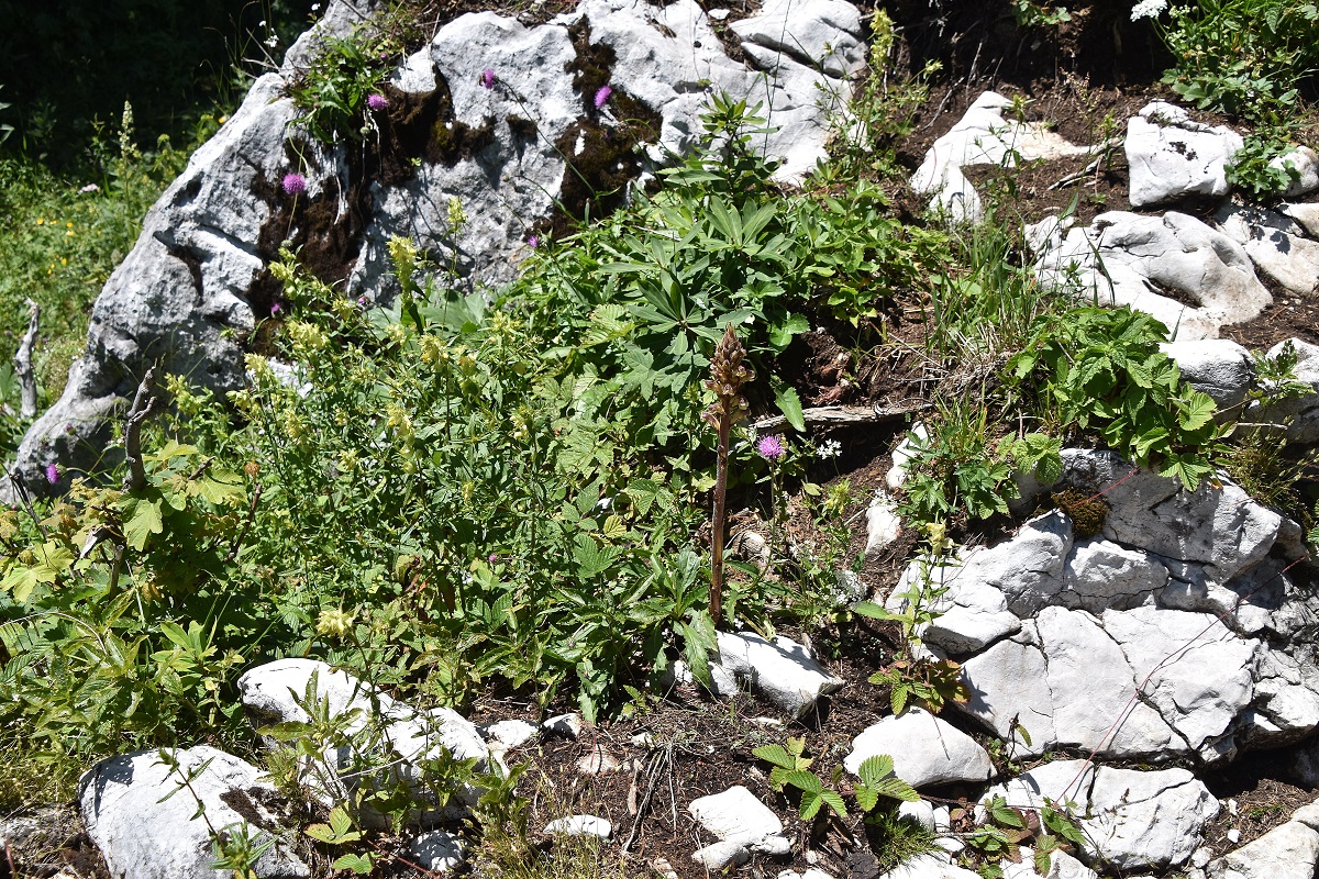 Gippel - 02072022 - (201) - Orobanche sp.JPG