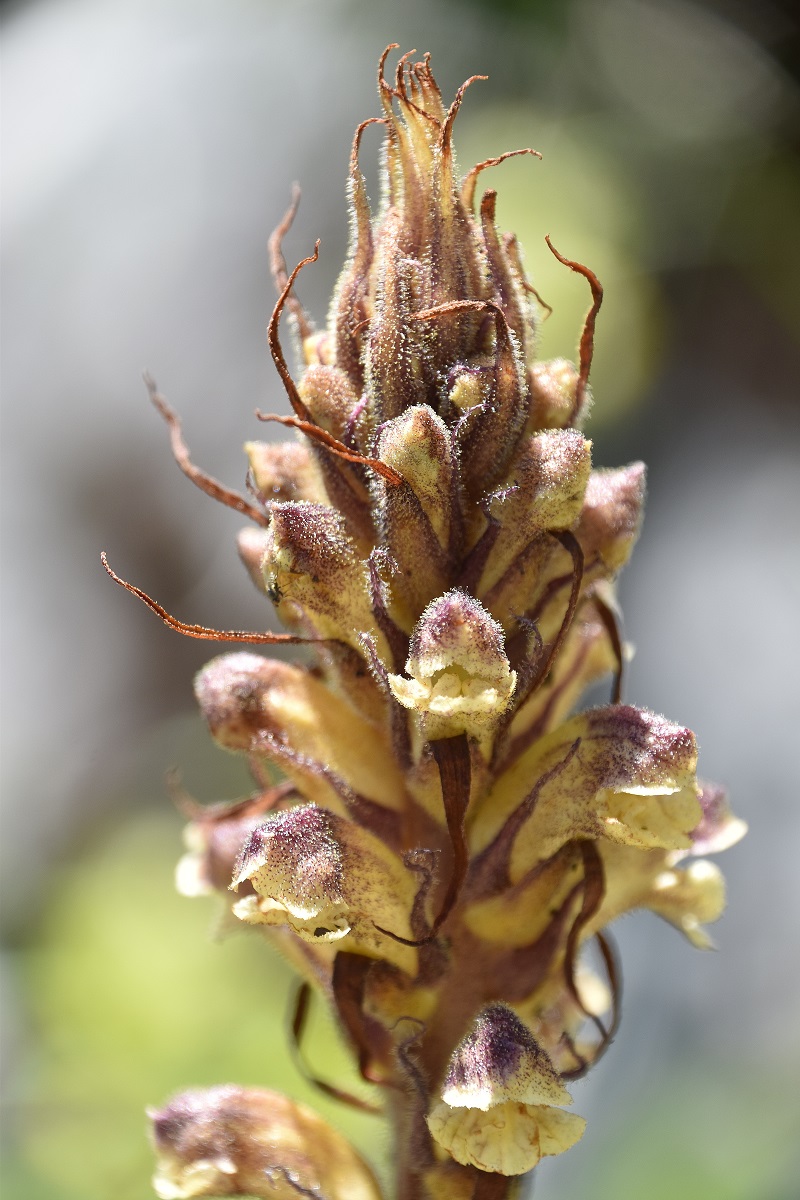 Gippel - 02072022 - (203) - Orobanche sp.JPG