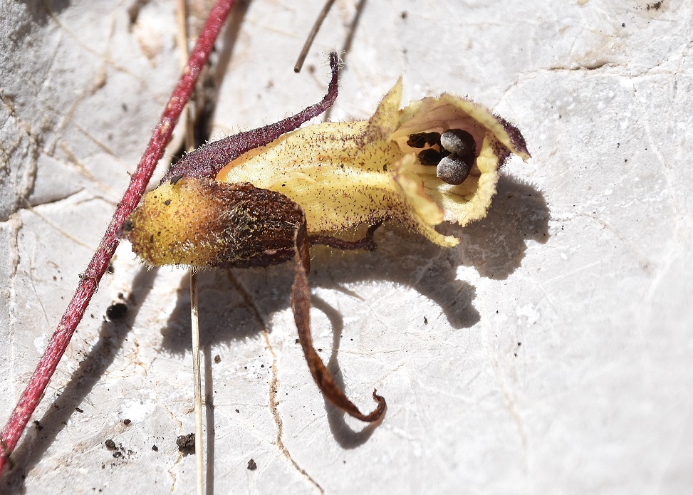 Gippel - 02072022 - (204) - Orobanche sp.JPG