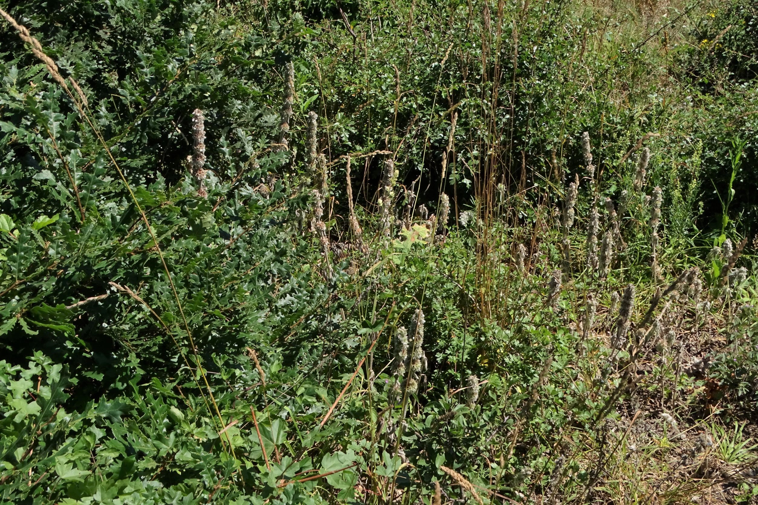 DSC00775 trausdorf, fasangarten, 2022-07-02, stachys germanica etc.JPG