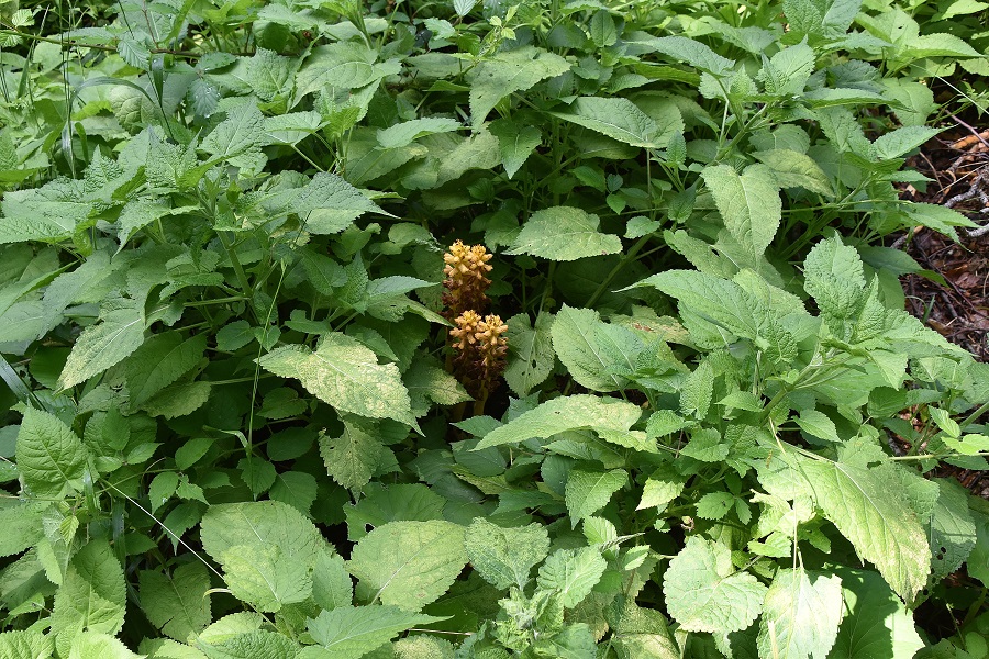 Gaisstein - 30062022 - (69) - .JPG