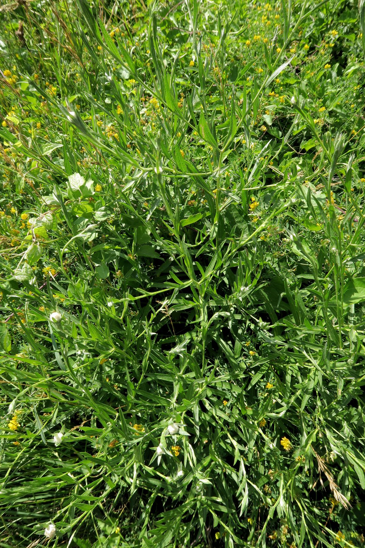 Asteracea unbestimmt, Mödling Eichkogel große Nordwiese 02.07.2022 C5X2 (1).JPG