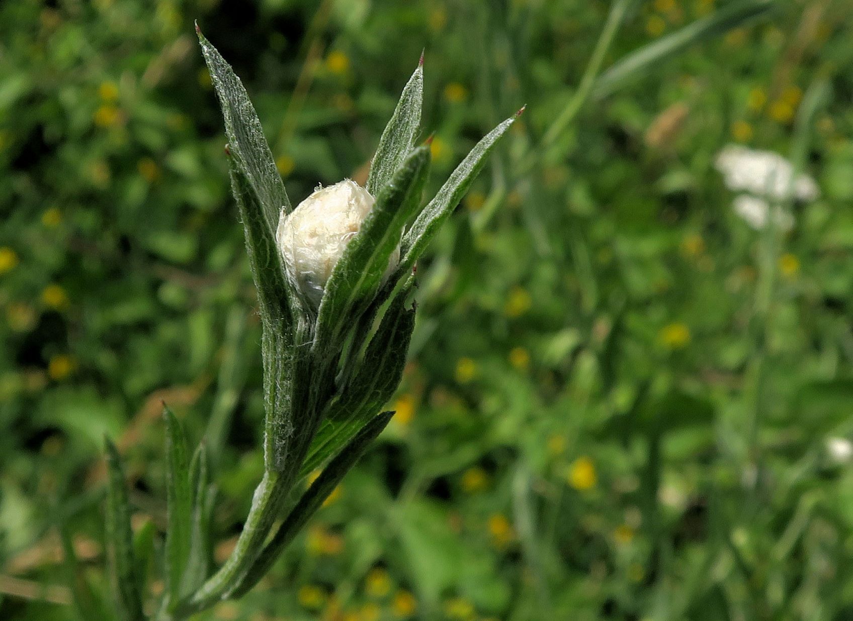 Asteracea unbestimmt, Mödling Eichkogel große Nordwiese 02.07.2022 C5X2 (3).JPG