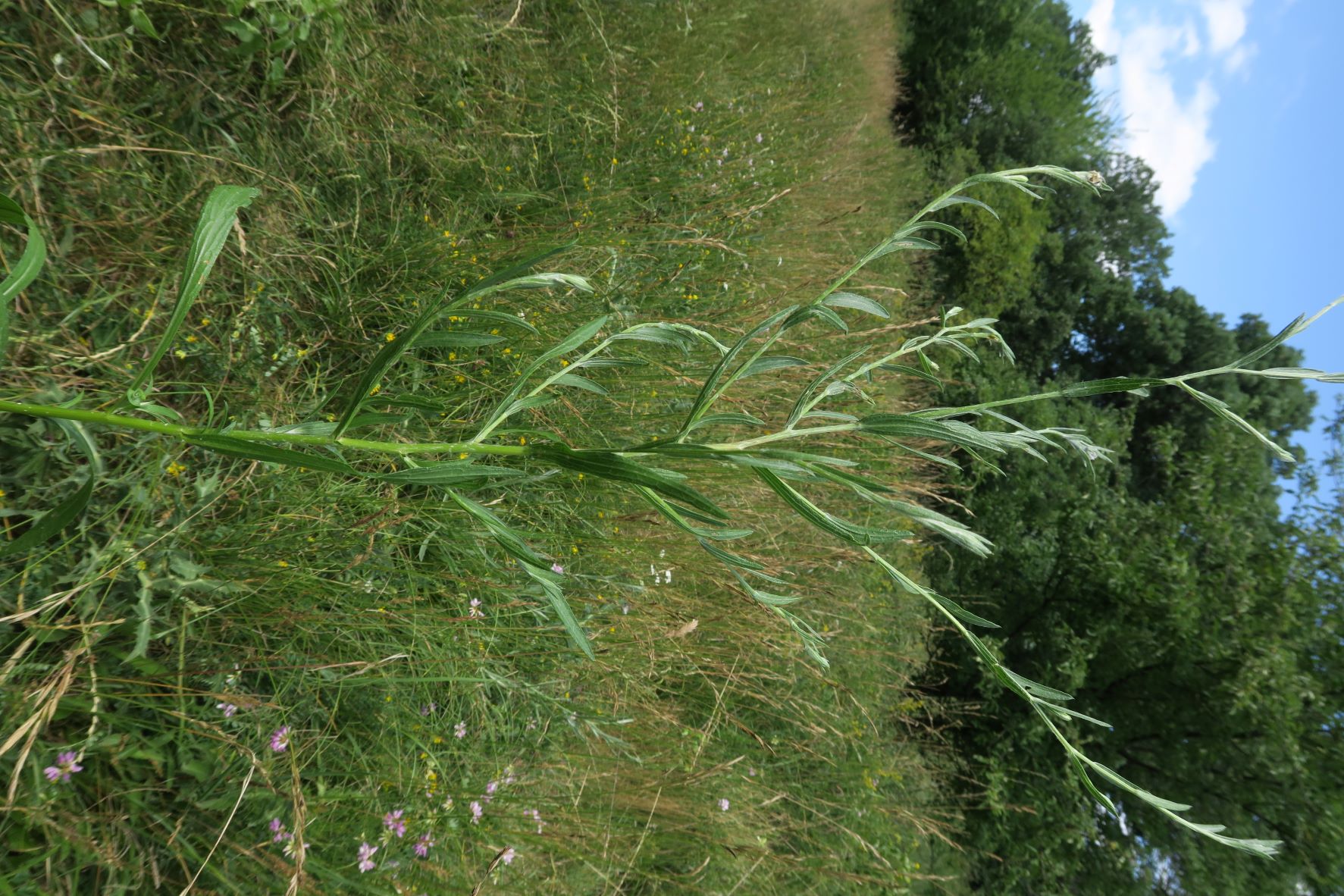 Asteracea unbestimmt, Mödling Eichkogel große Nordwiese 02.07.2022 C5X2 (4).JPG