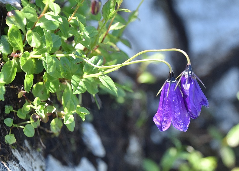 Gippel - 02072022 - (146) - Treibsteig - Campanula pulla - dunkle Glockenblume.JPG