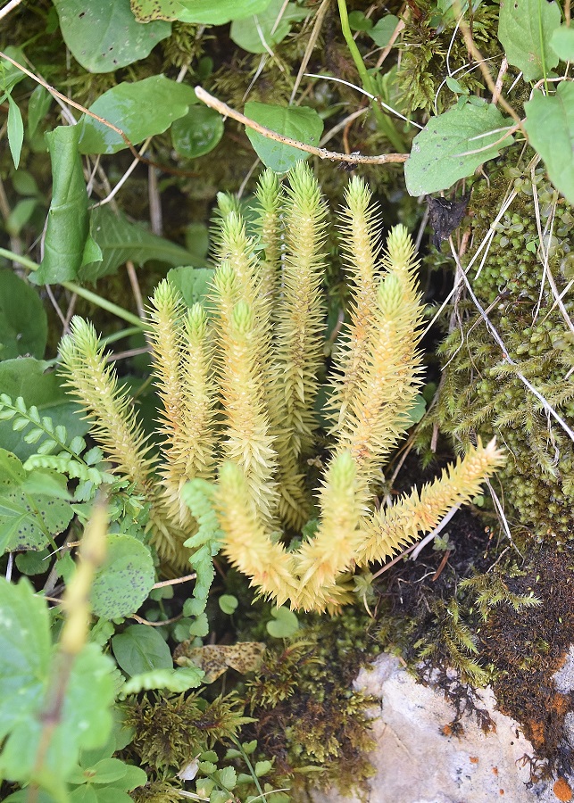 Gippel - 02072022 - (124) - Treibsteig - Huperzia selago - Tannenbärlapp.JPG