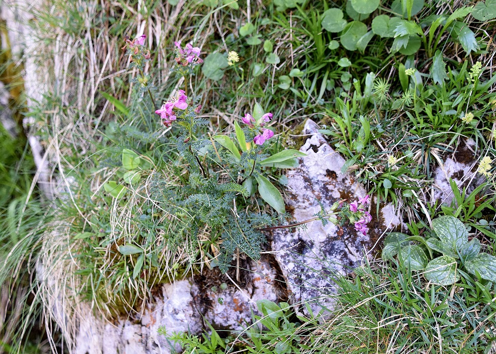 Gippel - 02072022 - (150) - Treibsteig.JPG