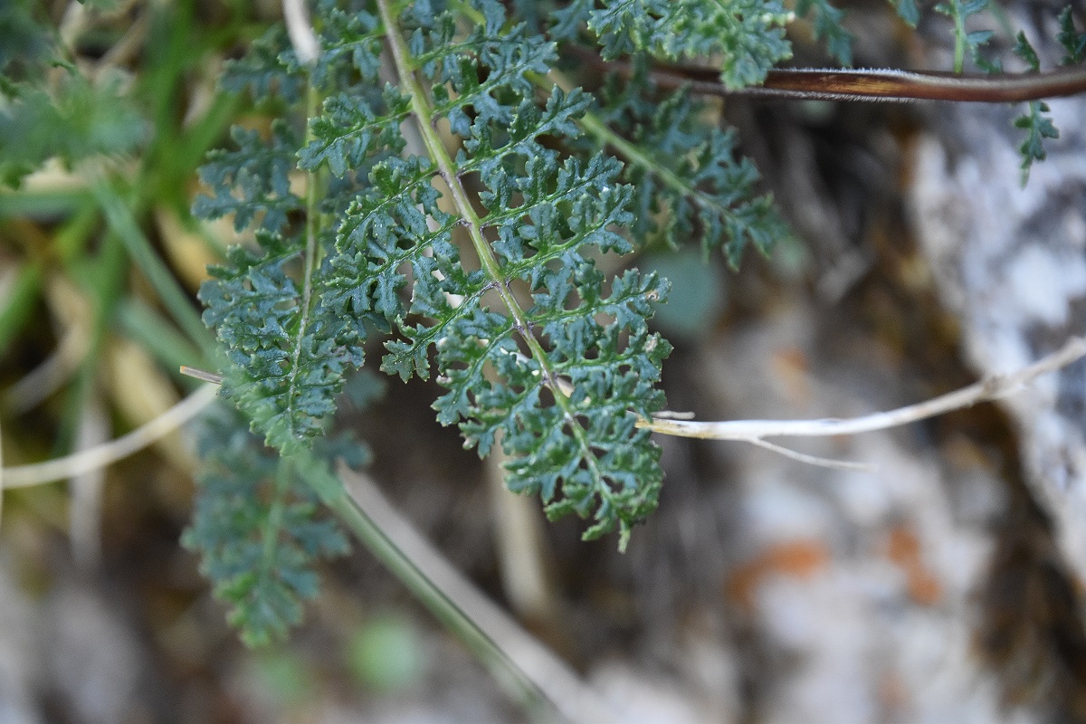 Gippel - 02072022 - (151) - Treibsteig.JPG