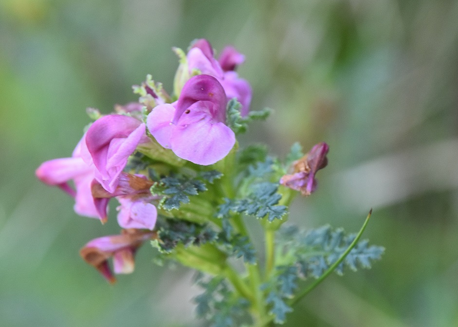 Gippel - 02072022 - (152) - Treibsteig - Pedicularis.JPG