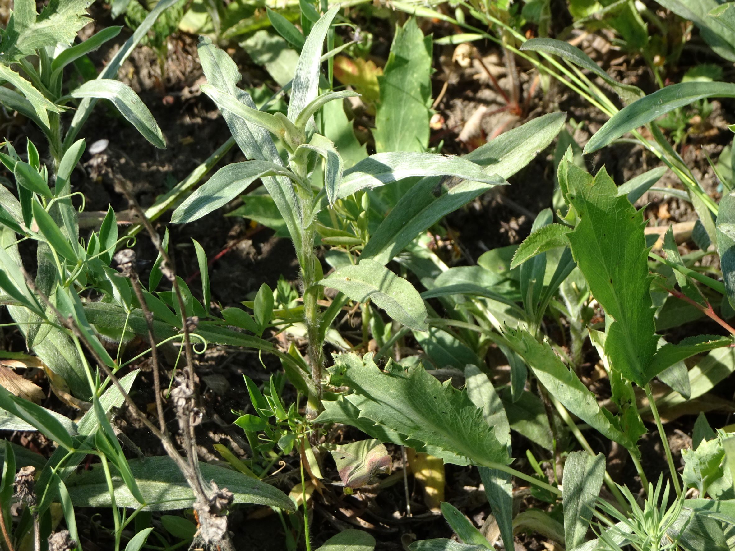 DSC03715 NO-leithagebirge, 2021-06-18.JPG