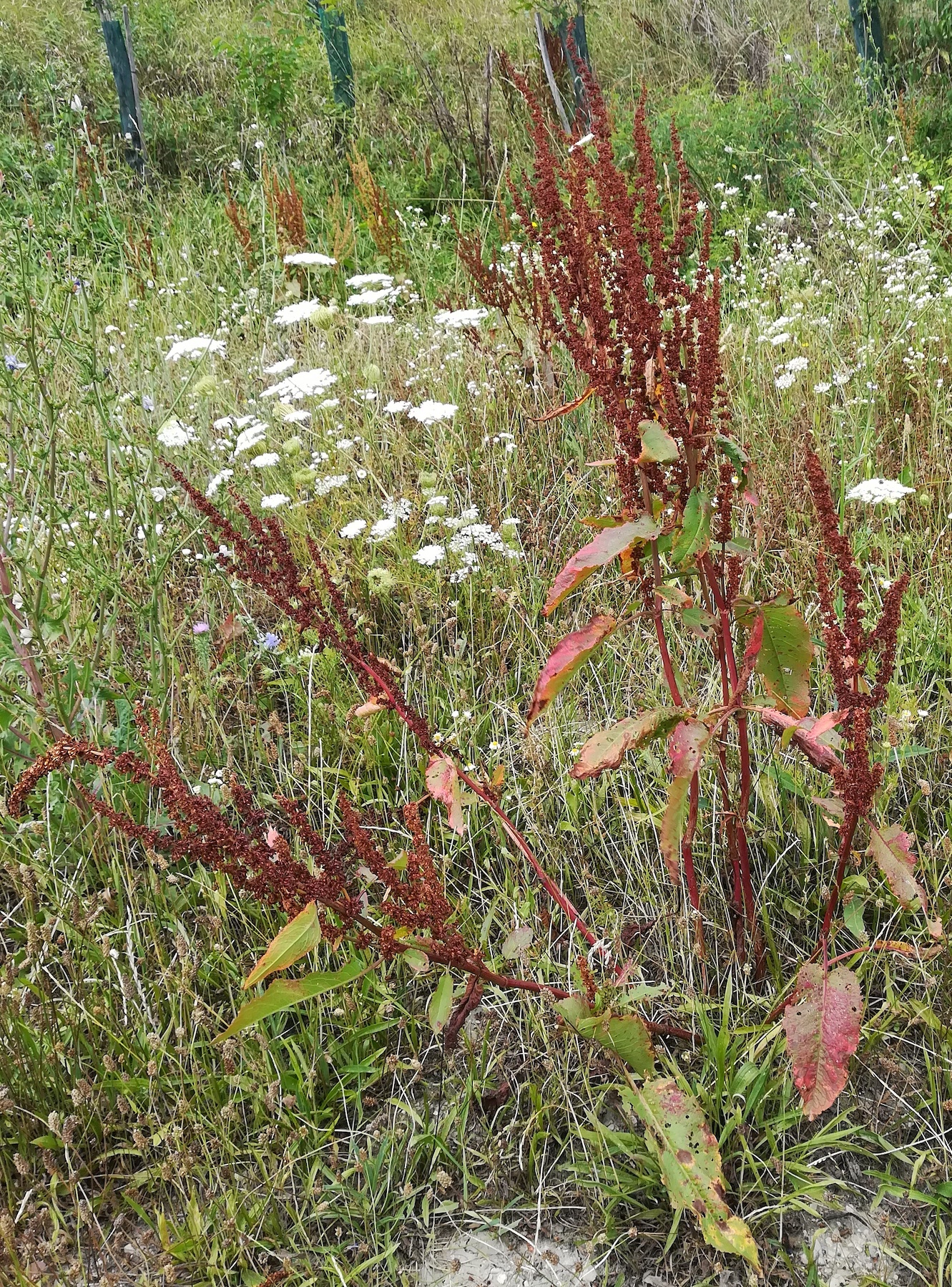 rumex sp. ebergassing_20220709_110559.jpg