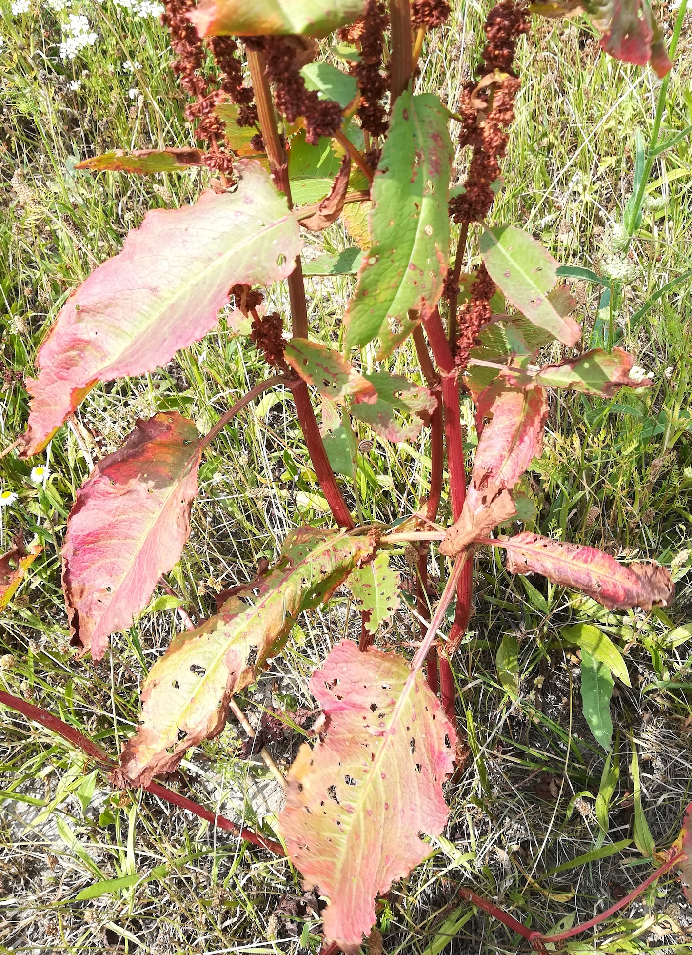 rumex sp. ebergassing_20220709_110608.jpg
