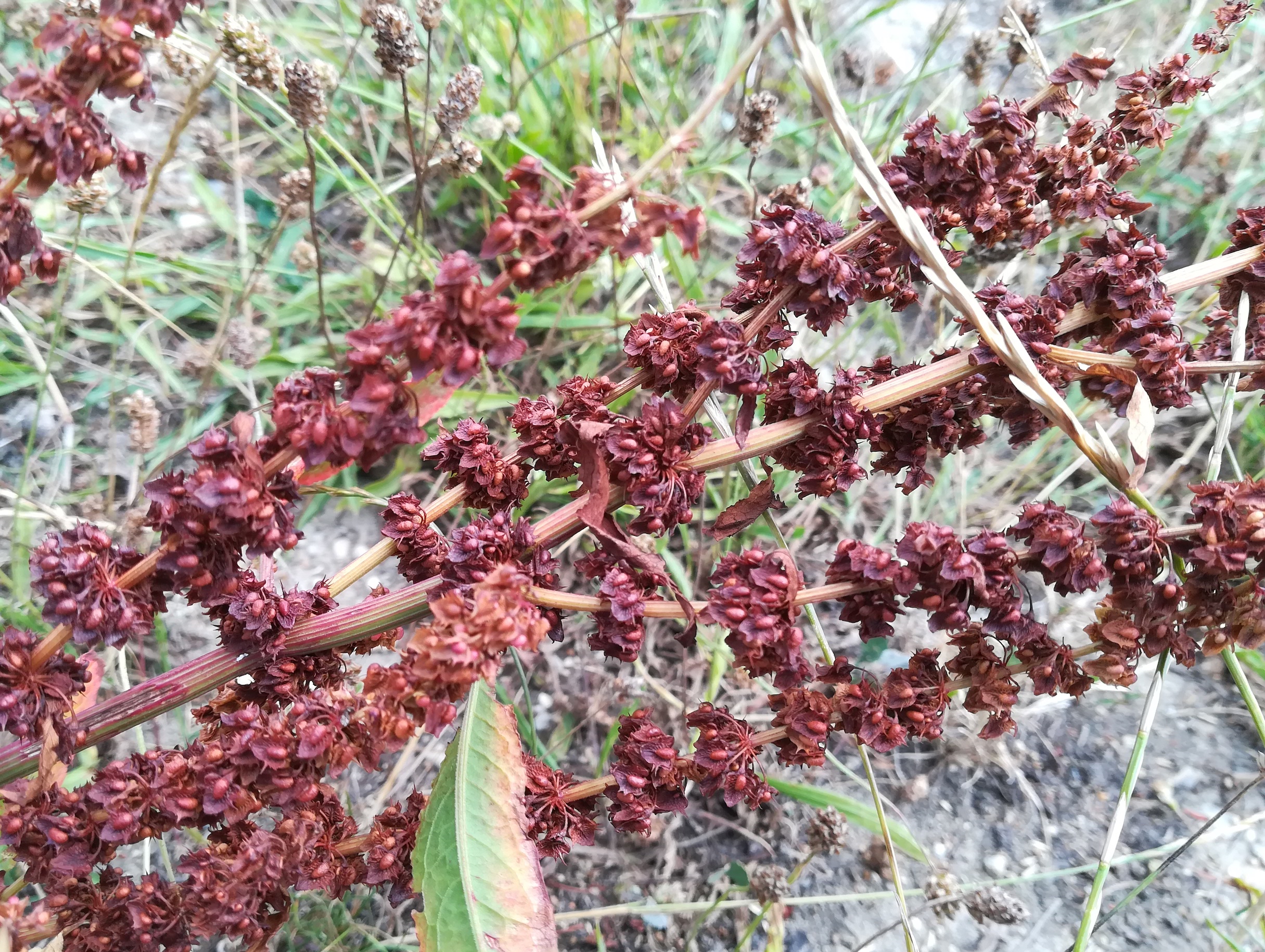 rumex sp. ebergassing_20220709_110646.jpg