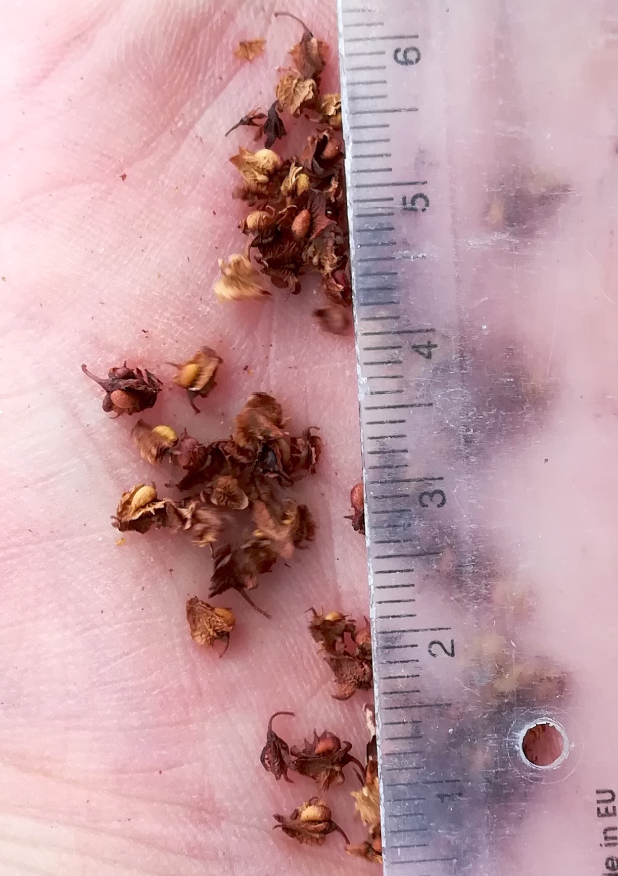 rumex sp. ebergassing_20220709_110723.jpg