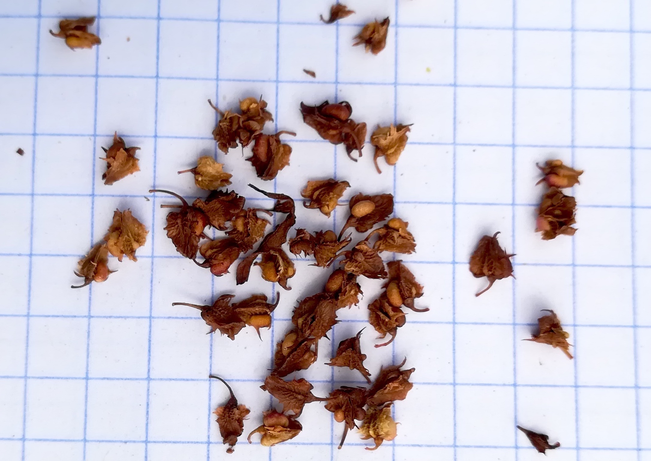 rumex sp. ebergassing_20220709_110749.jpg