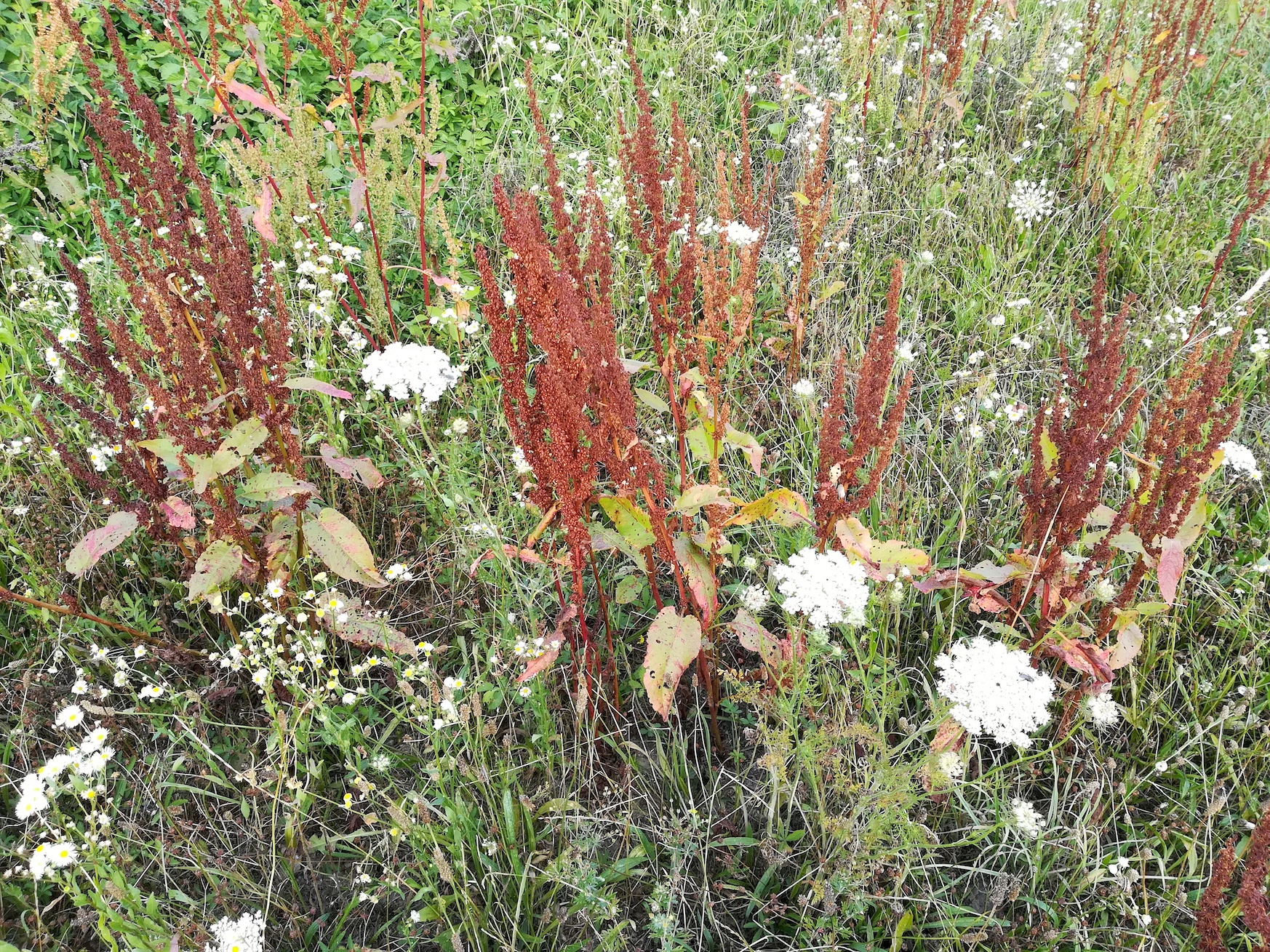 rumex sp. ebergassing_20220709_111012.jpg