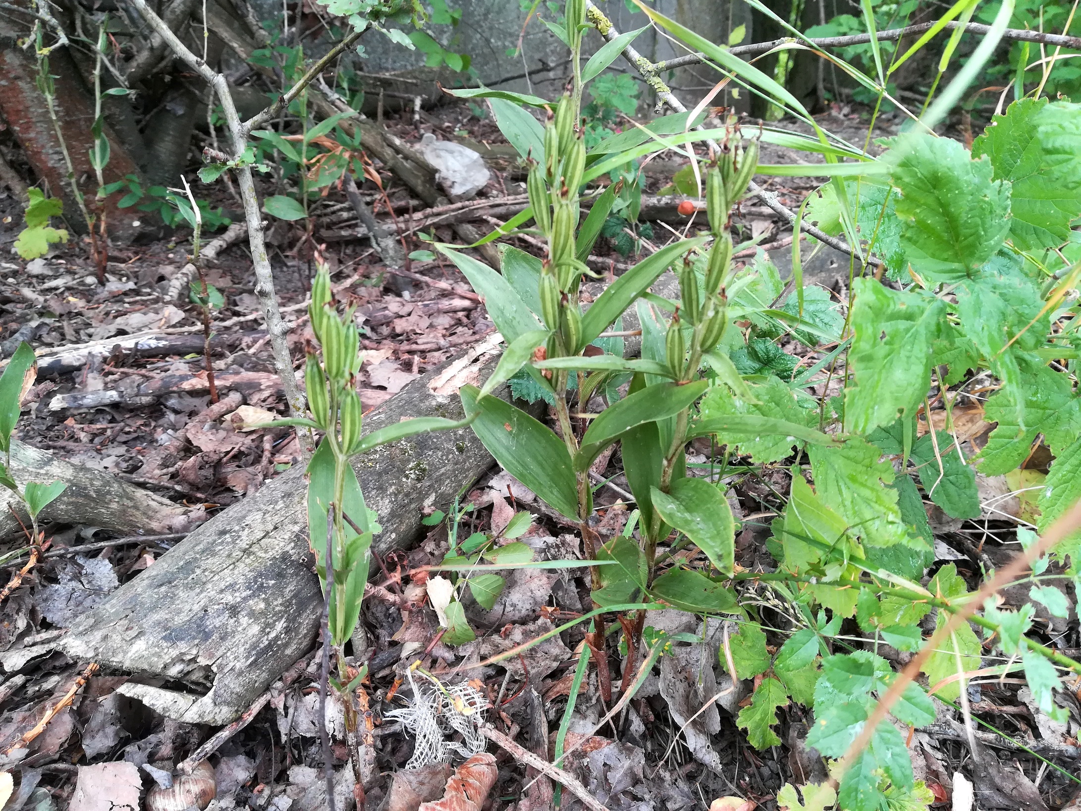 epipactis helleborine agg. _20220710_103627.jpg
