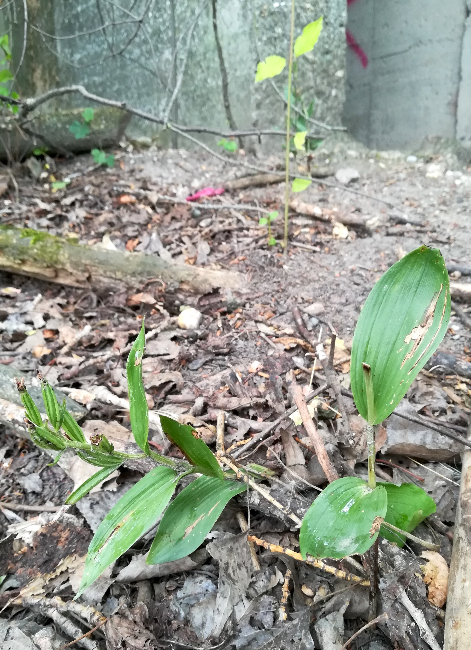 epipactis helleborine agg. _20220710_103411.jpg