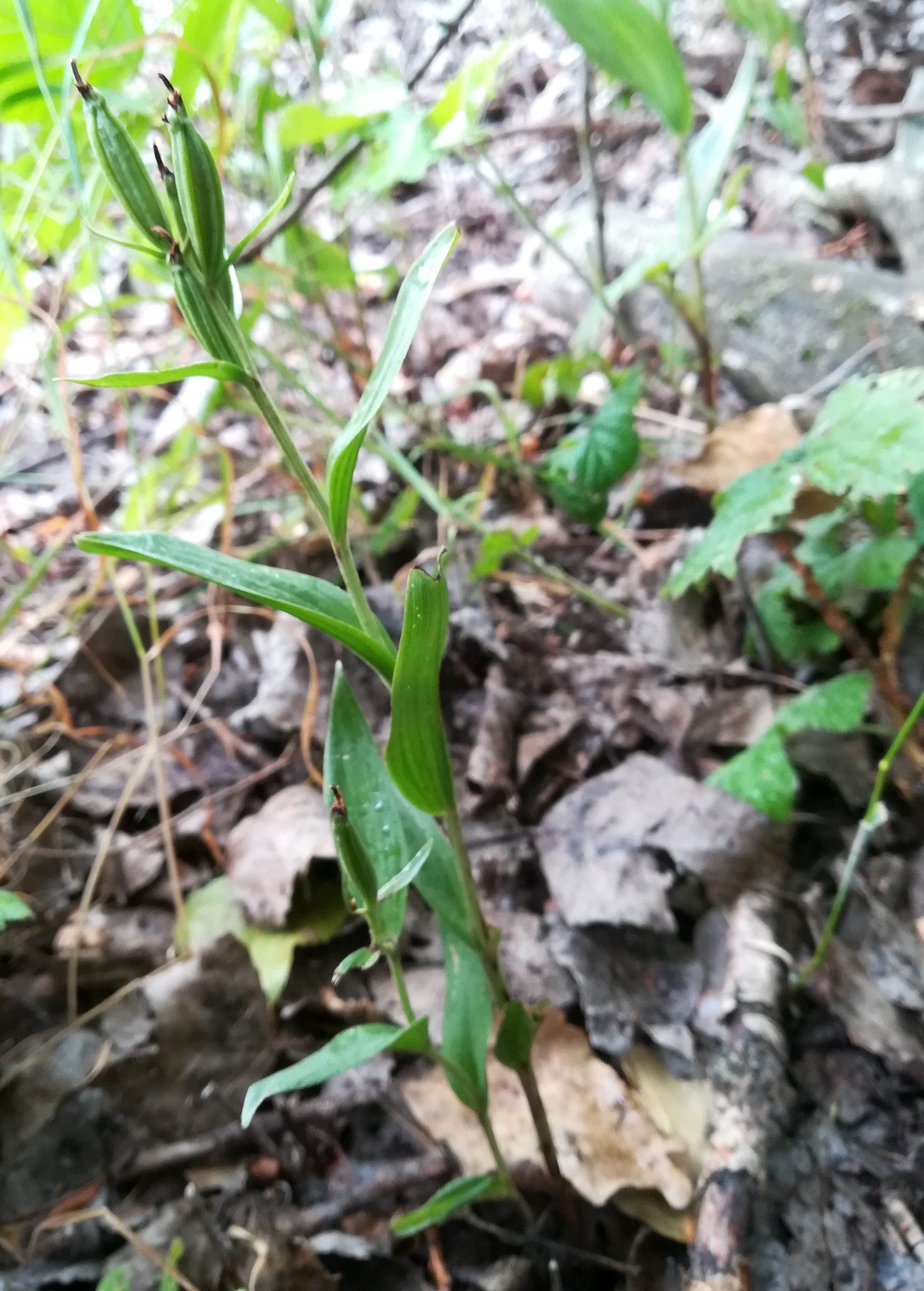 epipactis helleborine agg. _20220710_103434.jpg