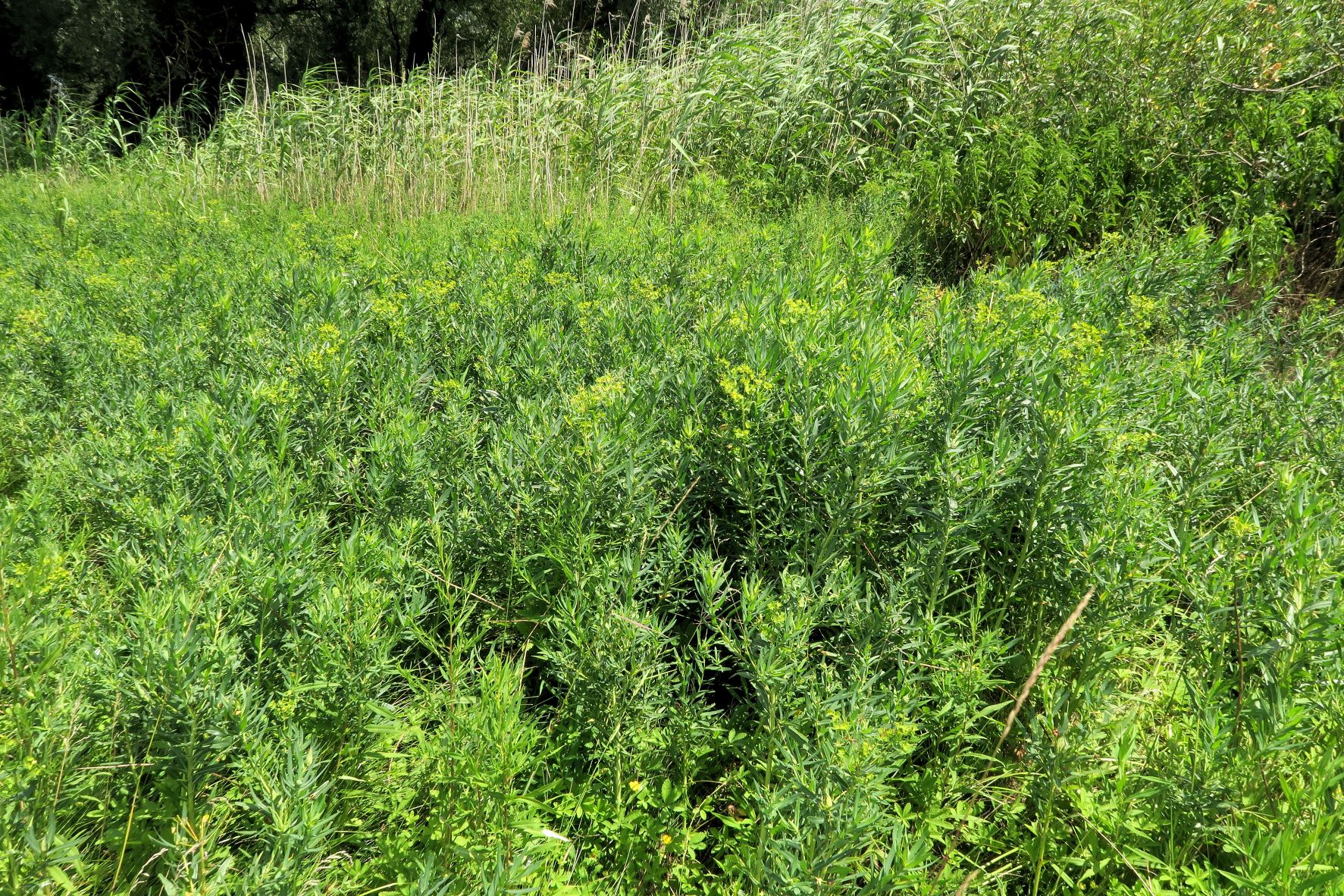 Euphorbia lucida)), Marchauen nördl. Friedensbrücke Österr. Seite  09-07.2022 C5X2 (8).JPG