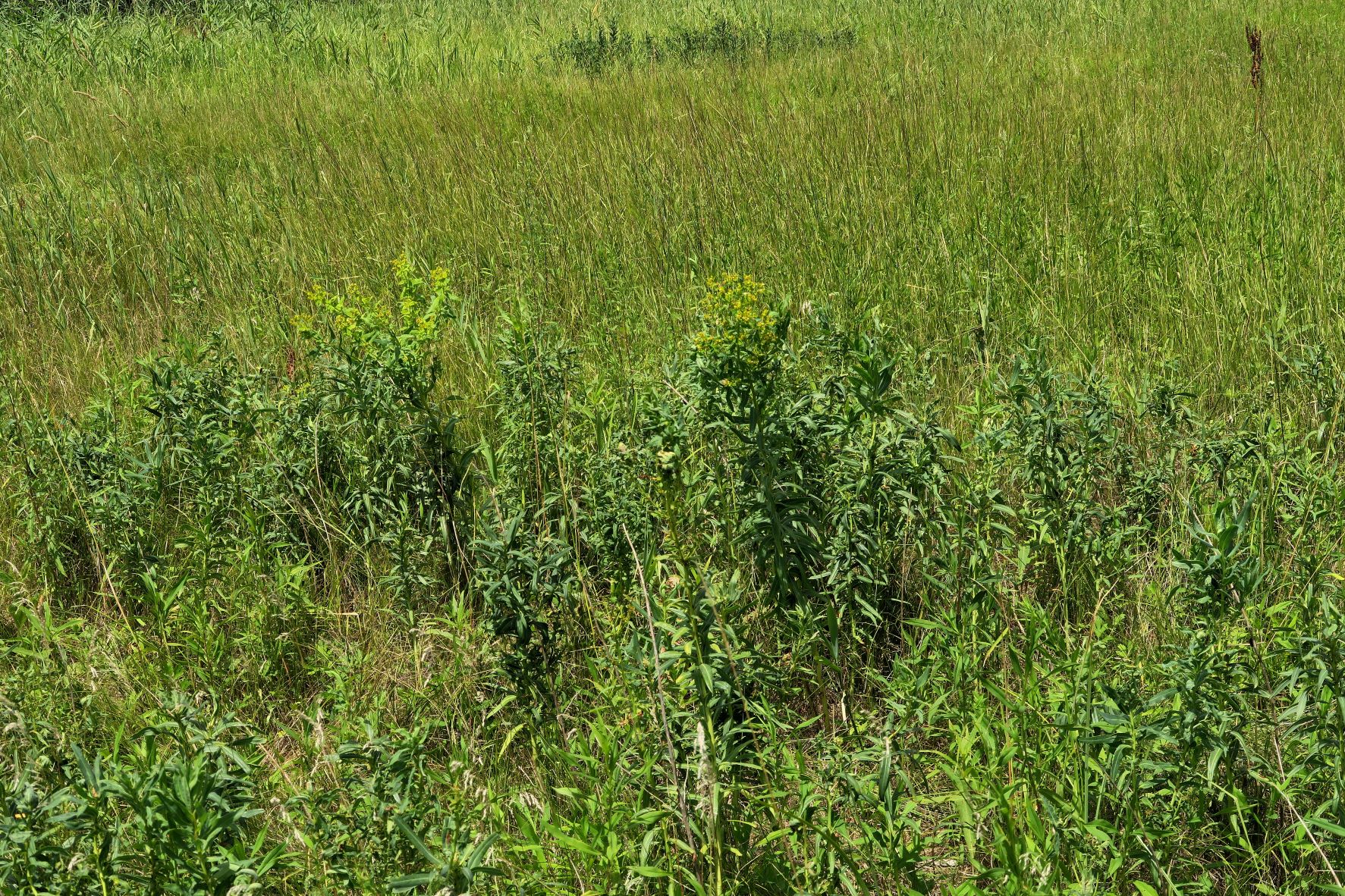 Euphorbia lucida)), Marchauen nördl. Friedensbrücke Österr. Seite  09-07.2022 C5X2 (3).JPG