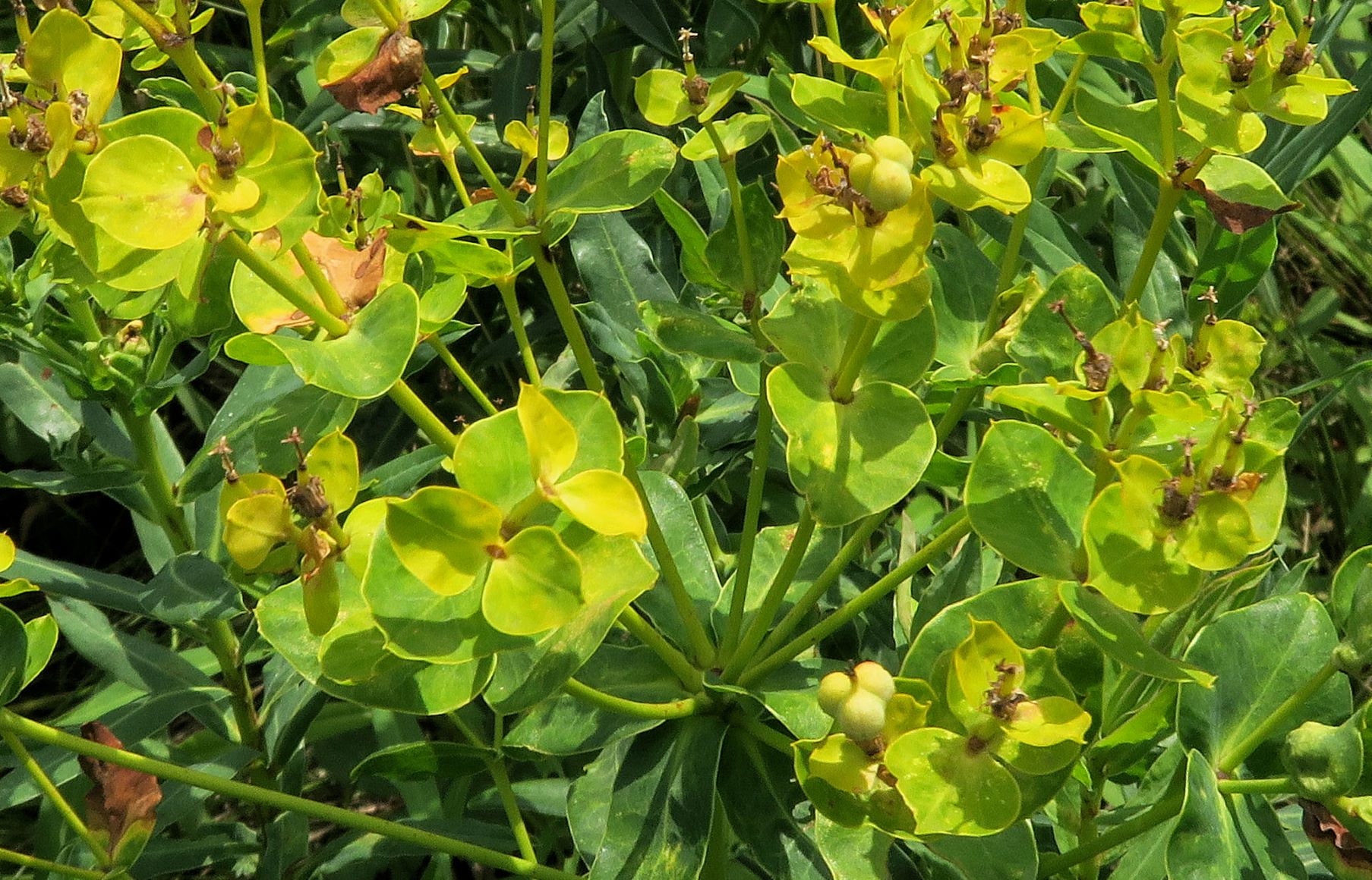 Euphorbia lucida)), Marchauen nördl. Friedensbrücke Österr. Seite  09-07.2022 C5X2 (4).JPG