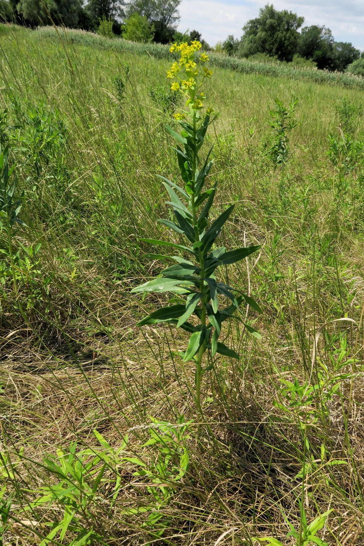 Euphorbia lucida)), Marchauen nördl. Friedensbrücke Österr. Seite  09-07.2022 C5X2 (5).JPG