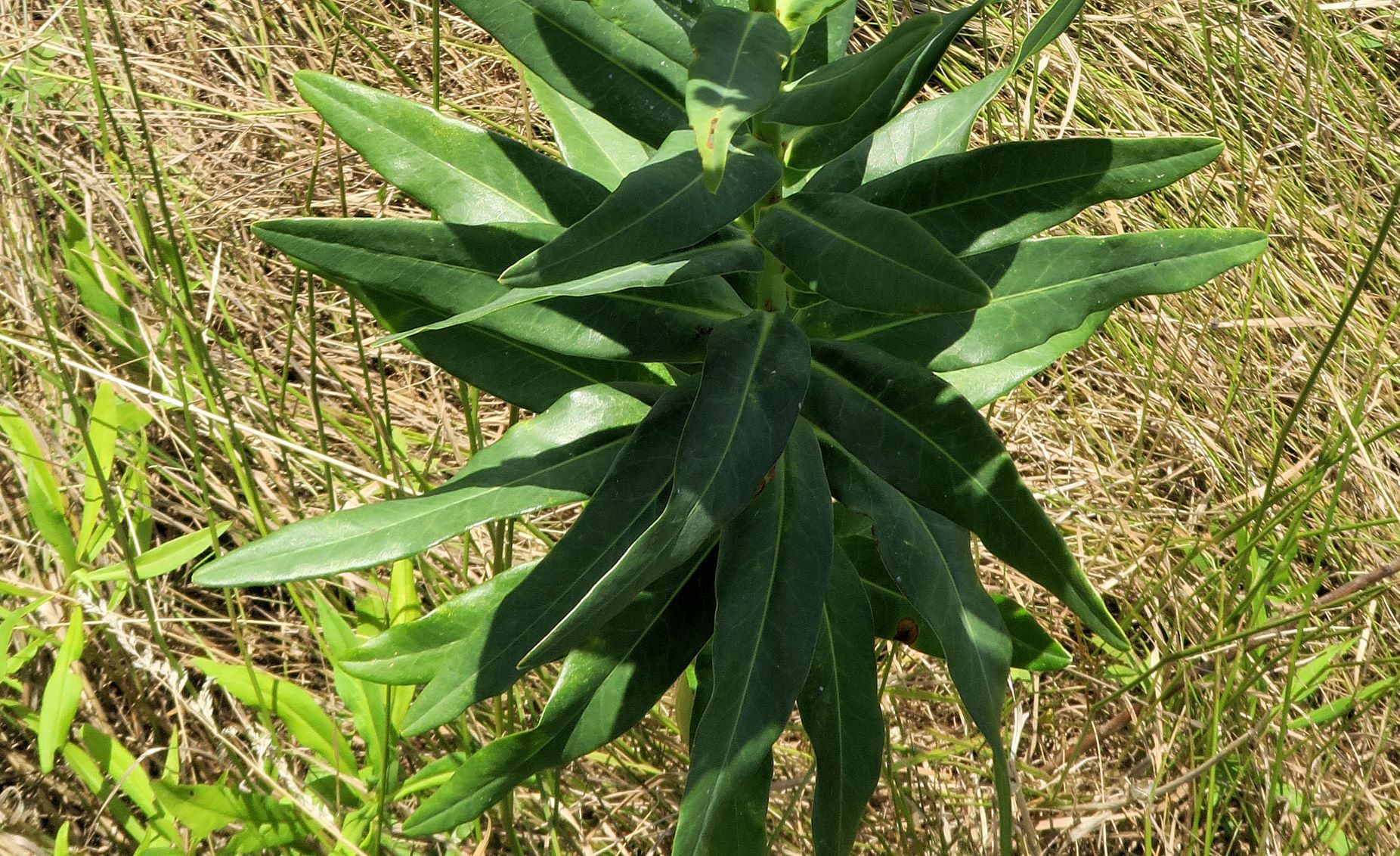 Euphorbia lucida)), Marchauen nördl. Friedensbrücke Österr. Seite  09-07.2022 C5X2 (6).JPG