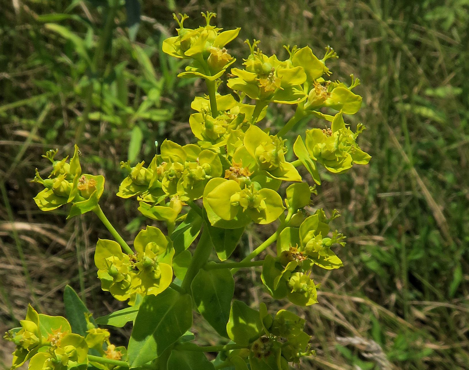 Euphorbia lucida)), Marchauen nördl. Friedensbrücke Österr. Seite  09-07.2022 C5X2 (7).JPG