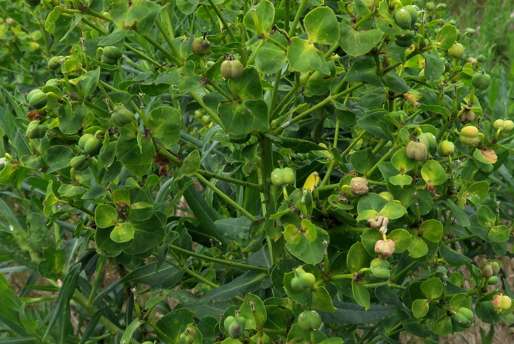 Euphorbia lucida)), Marchauen nördl. Friedensbrücke Österr. Seite  09-07.2022 C5X2 (9).JPG