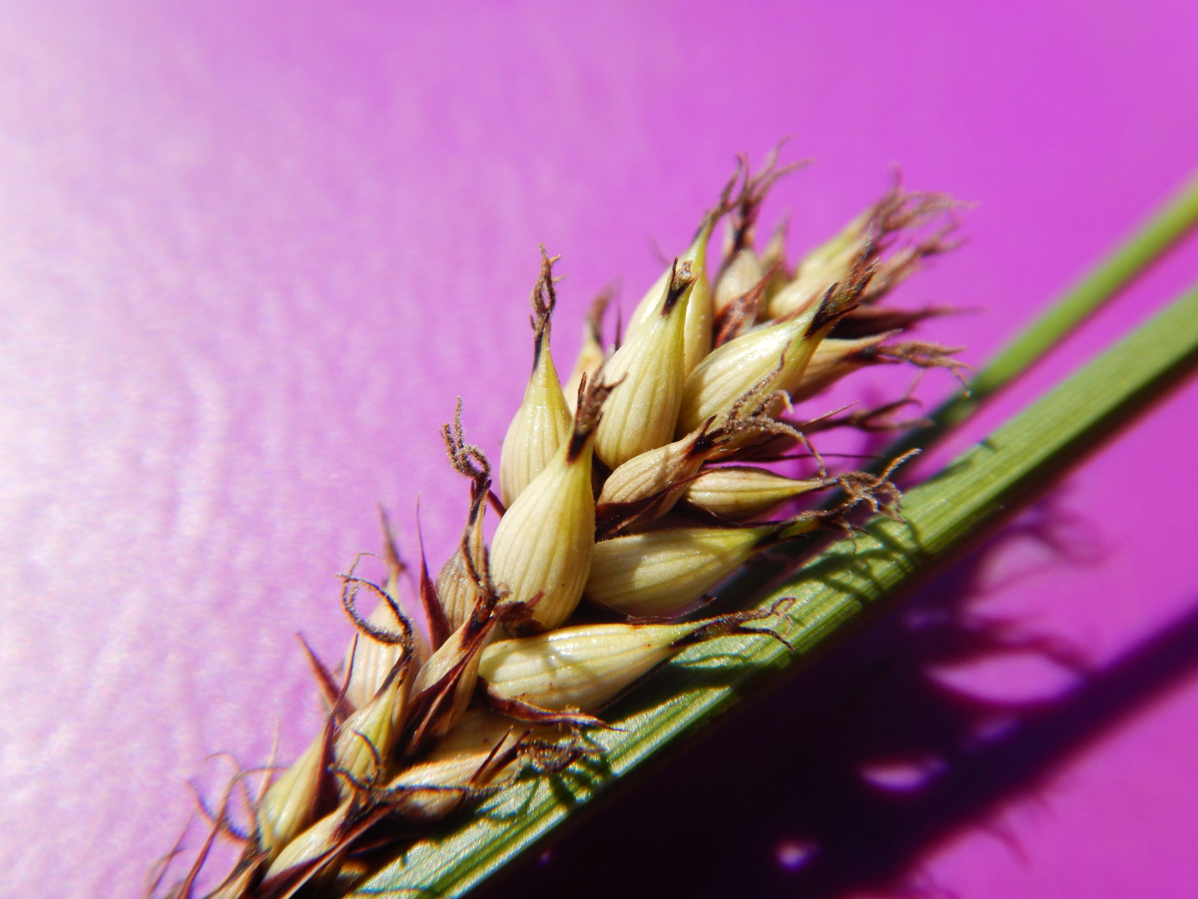 DSCN8661 carex sp., no-leithagebirge, 2021-06-18.JPG