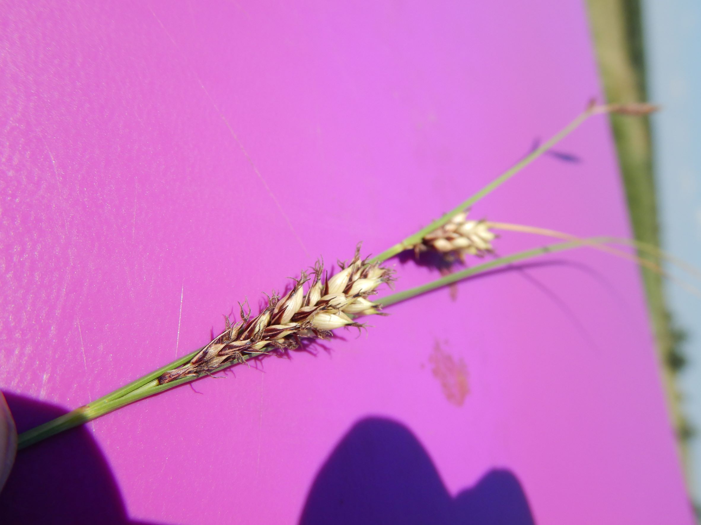 DSCN8665 carex sp., no-leithagebirge, 2021-06-18.JPG