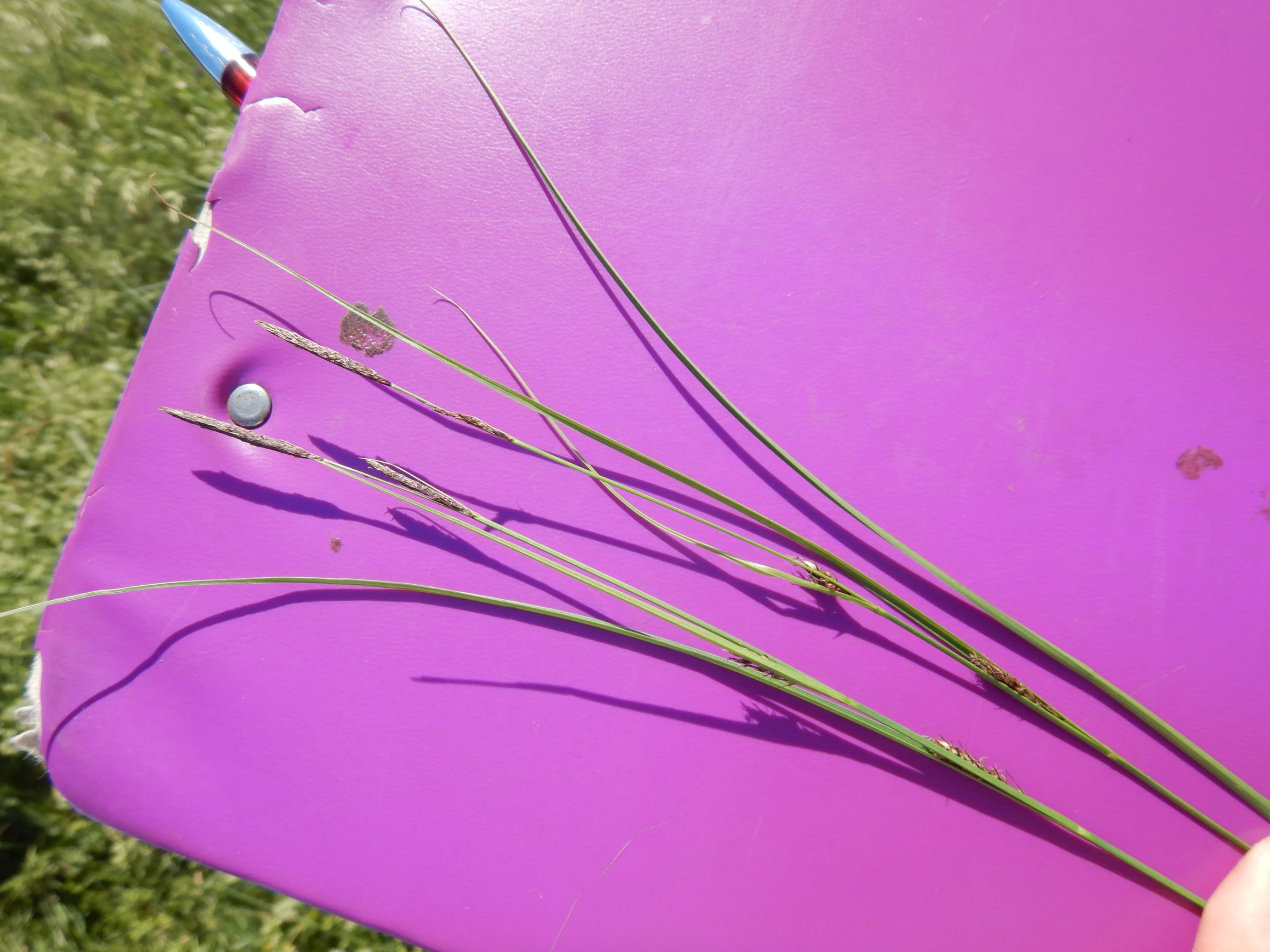 DSCN8669 carex sp., no-leithagebirge, 2021-06-18.JPG