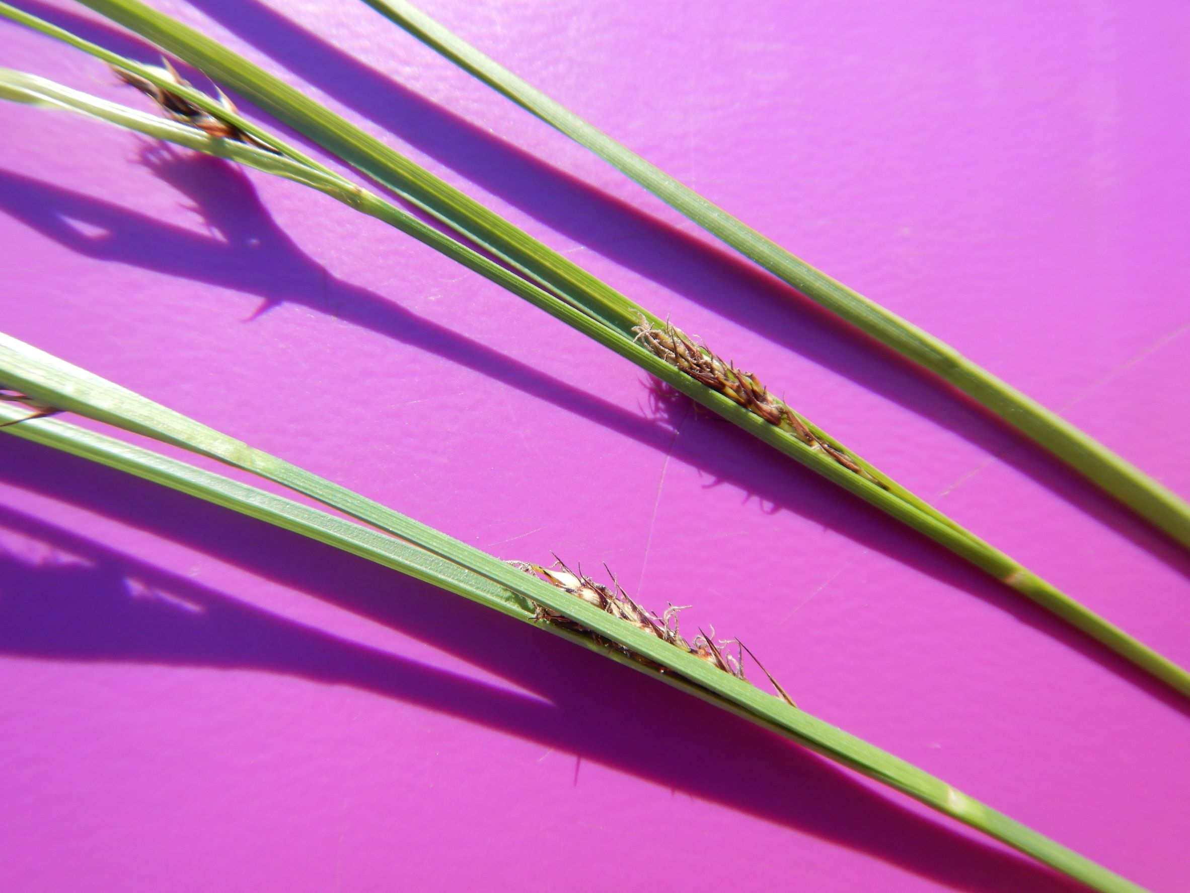 DSCN8670 carex sp., no-leithagebirge, 2021-06-18.JPG