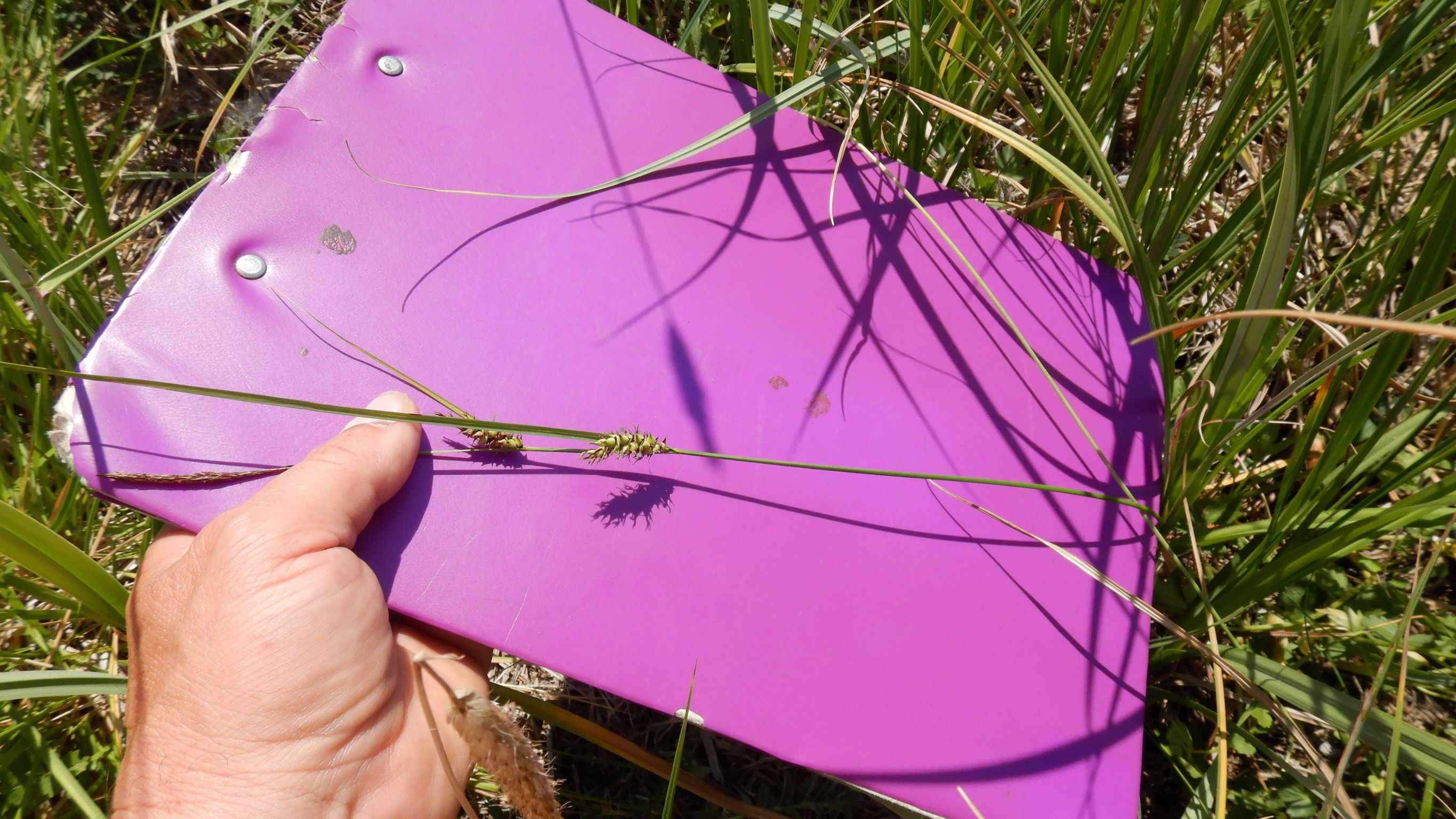 DSCN8757 carex sp., no-leithagebirge, 2021-06-18.JPG
